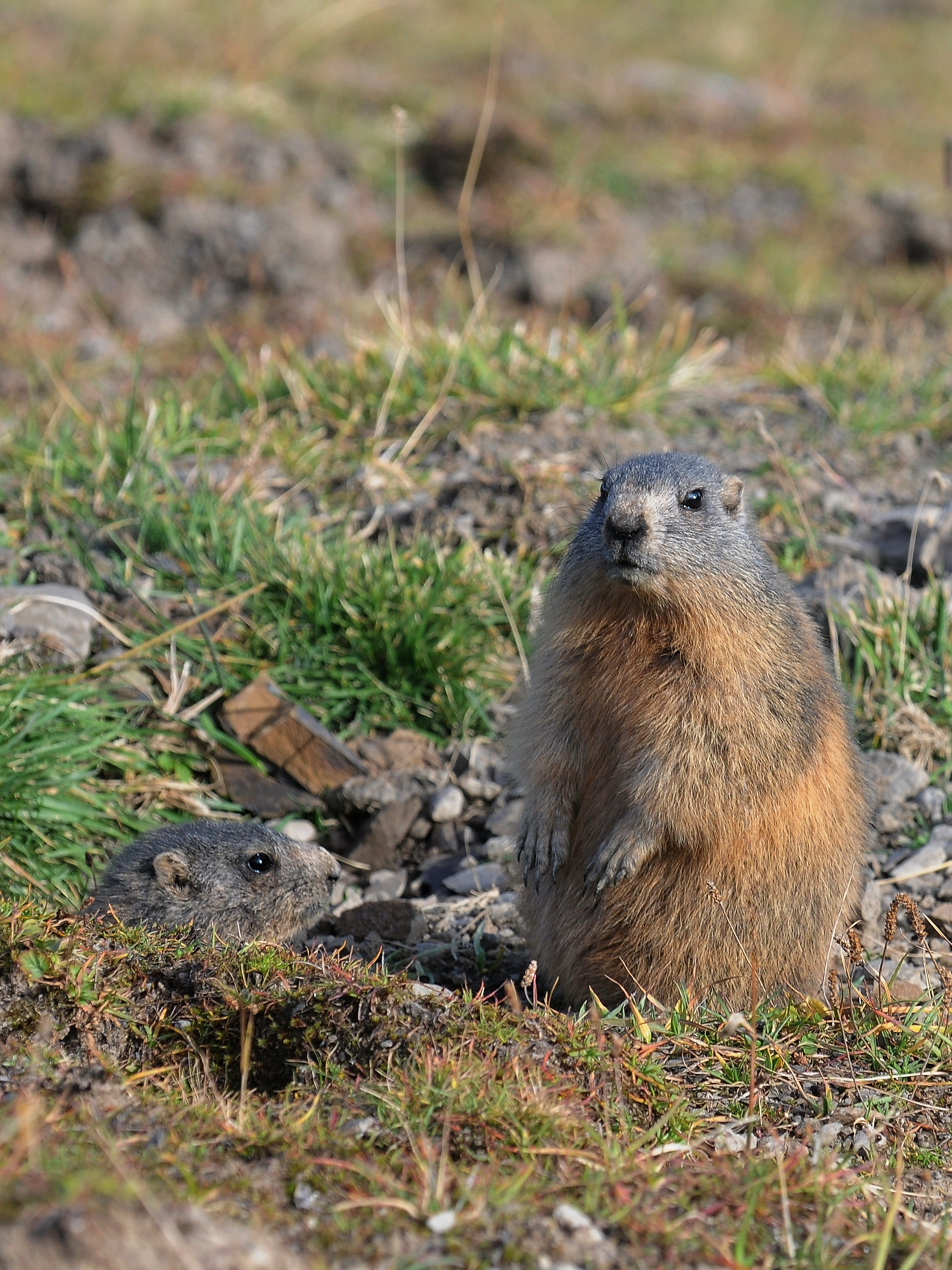 Alpenmurmeltier, Marmota marmota 01