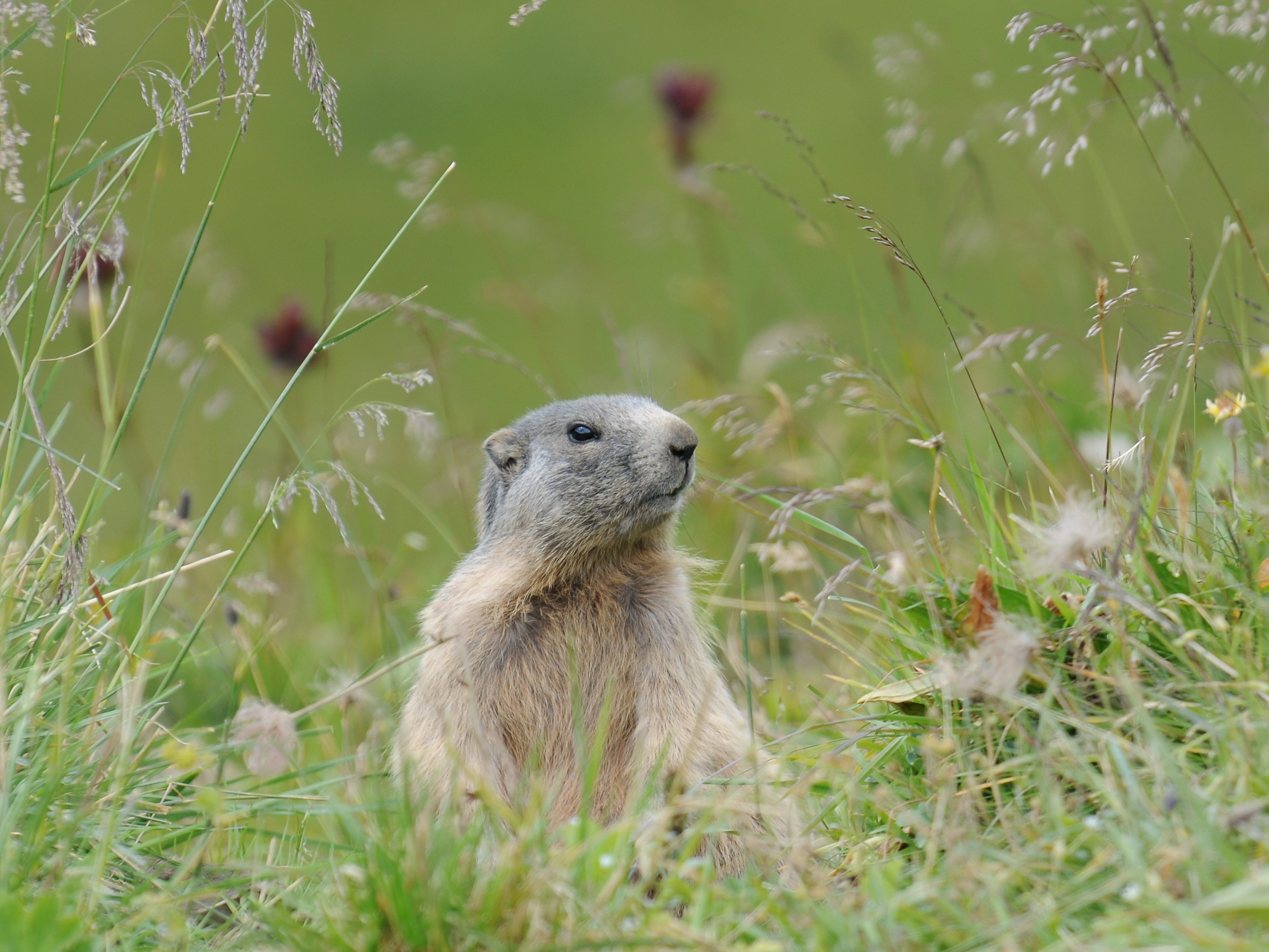 Alpenmurmeltier, Marmota marmota 11