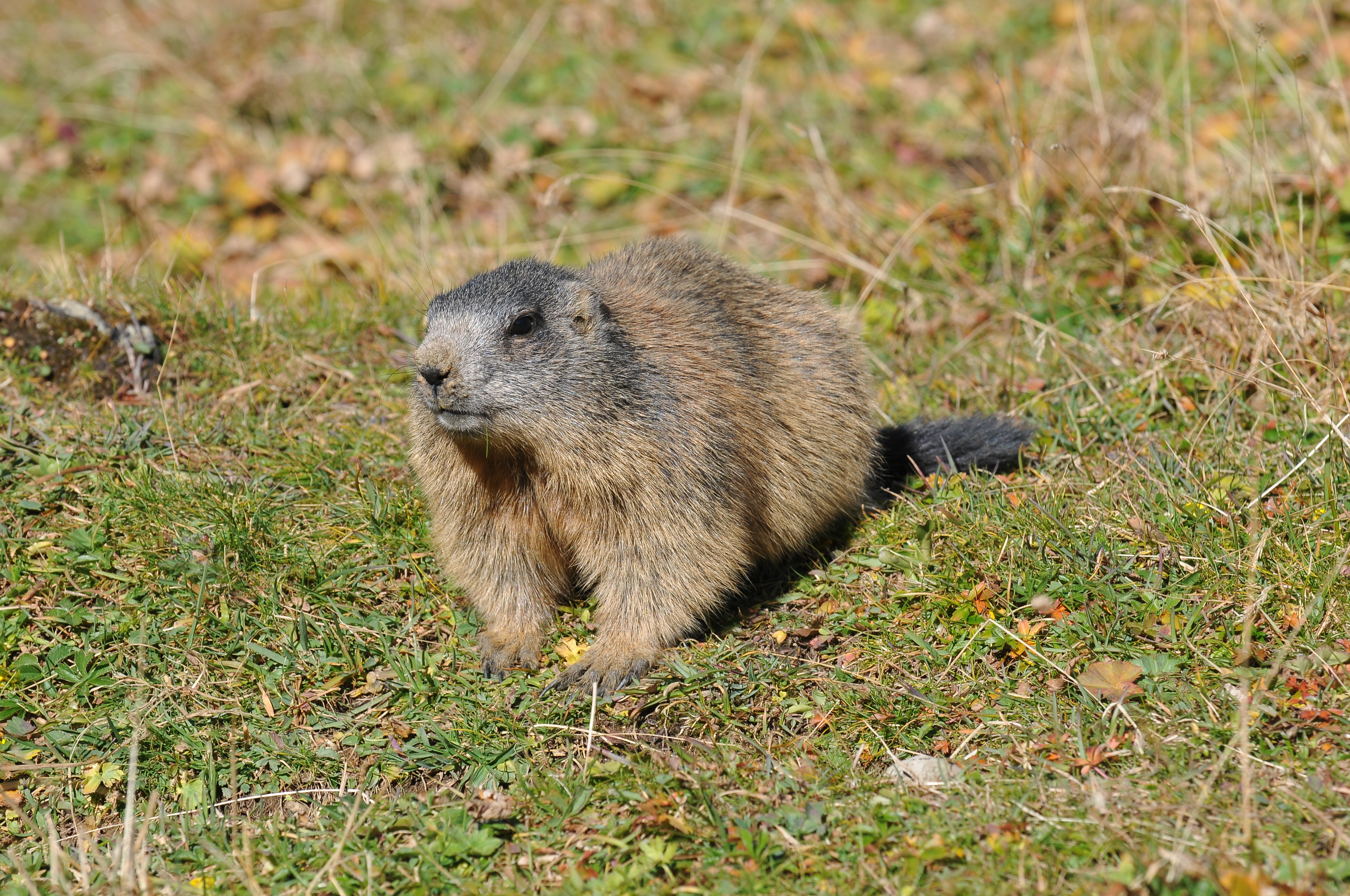 Alpenmurmeltier Marmota marmota of Rätikon 5