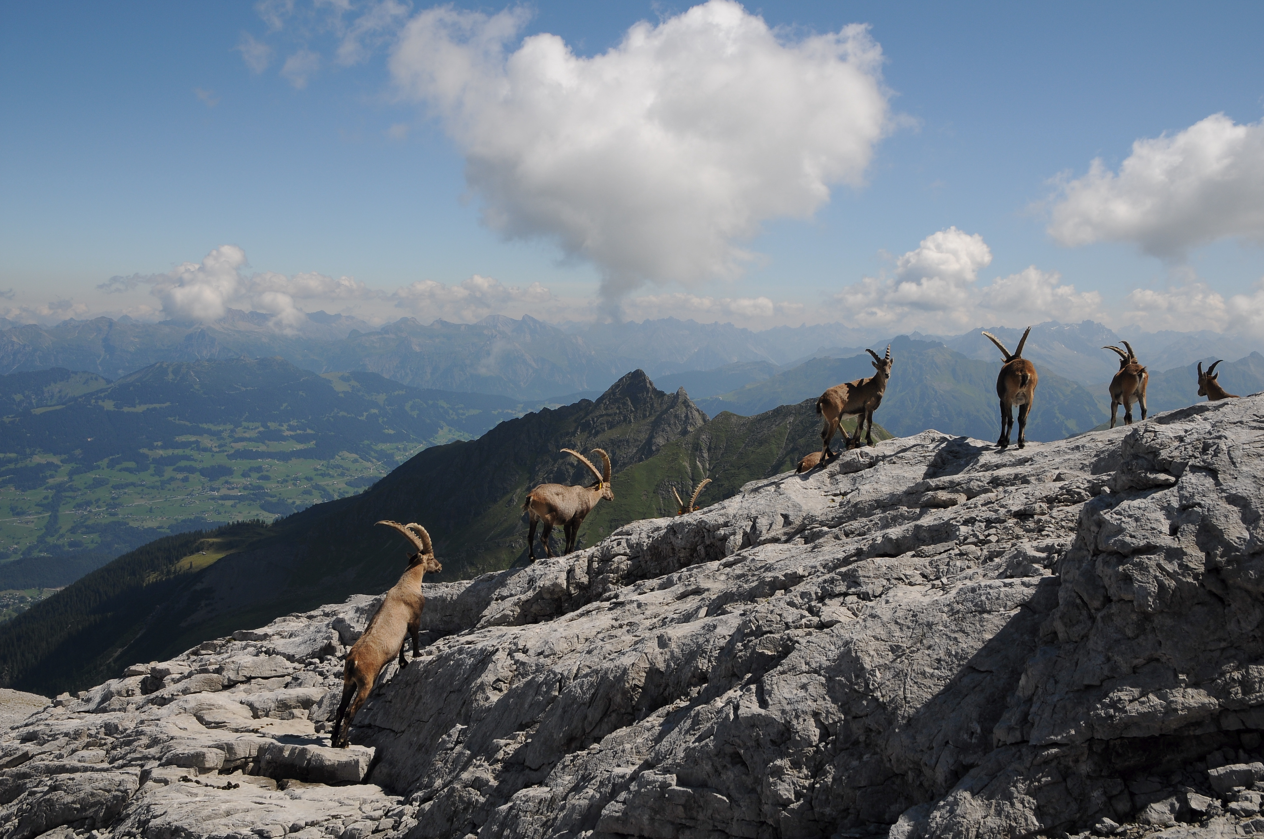 Alpensteinböcke, Capra ibex auf der Sulzfluh