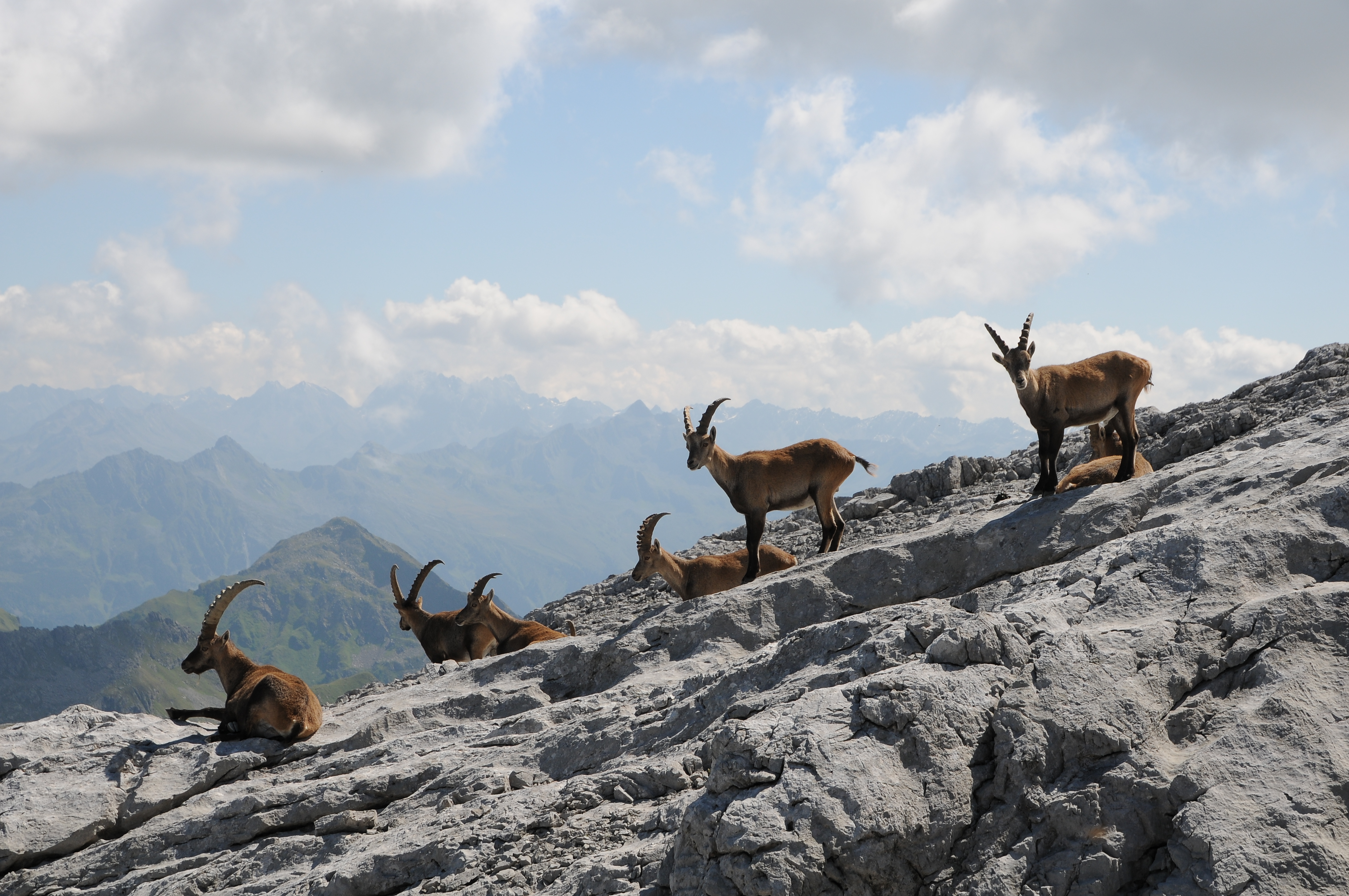 Alpensteinböcke, Capra ibex auf der Sulzfluh 4