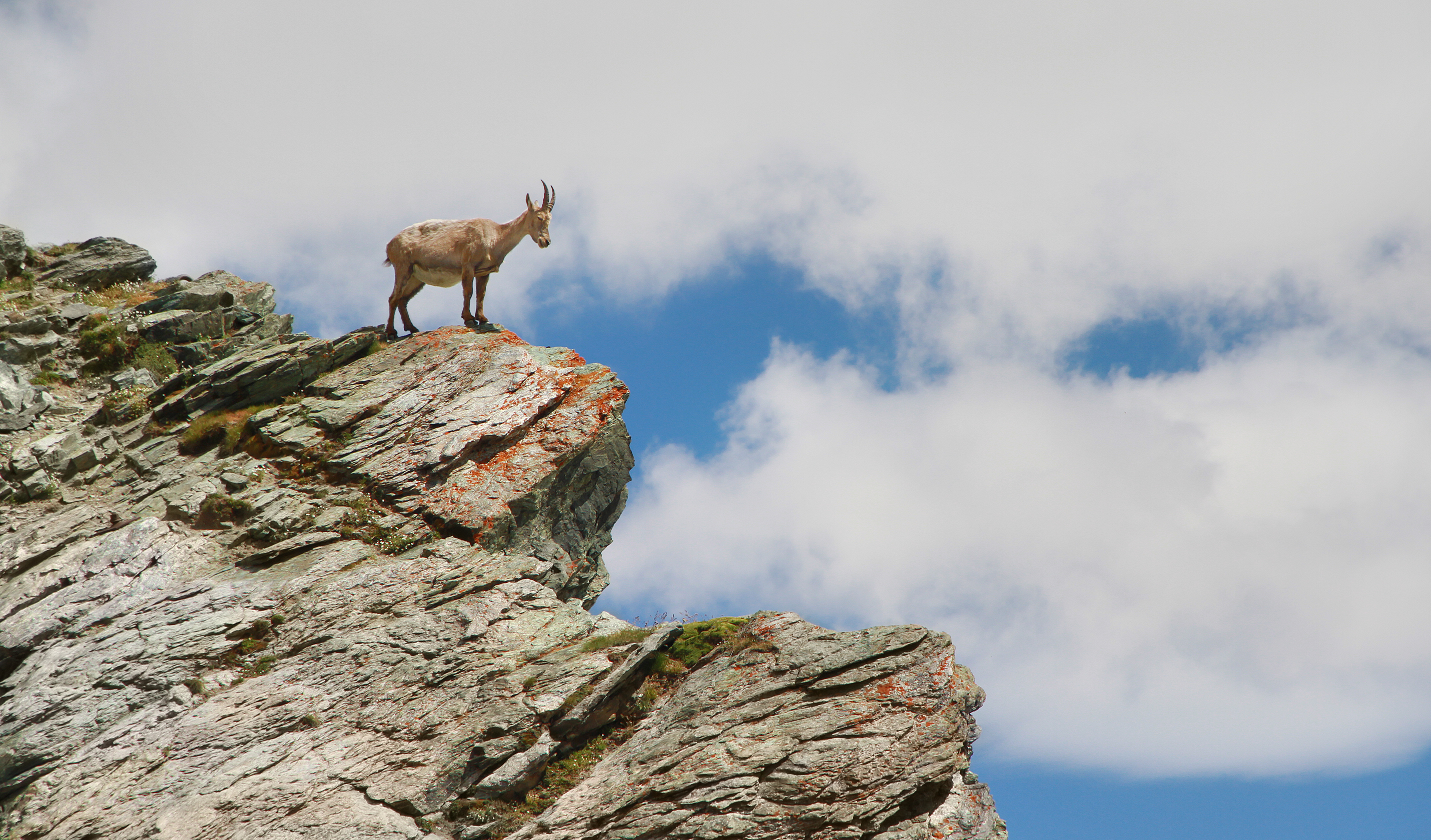 Alpine Ibex in Gornergrat 2