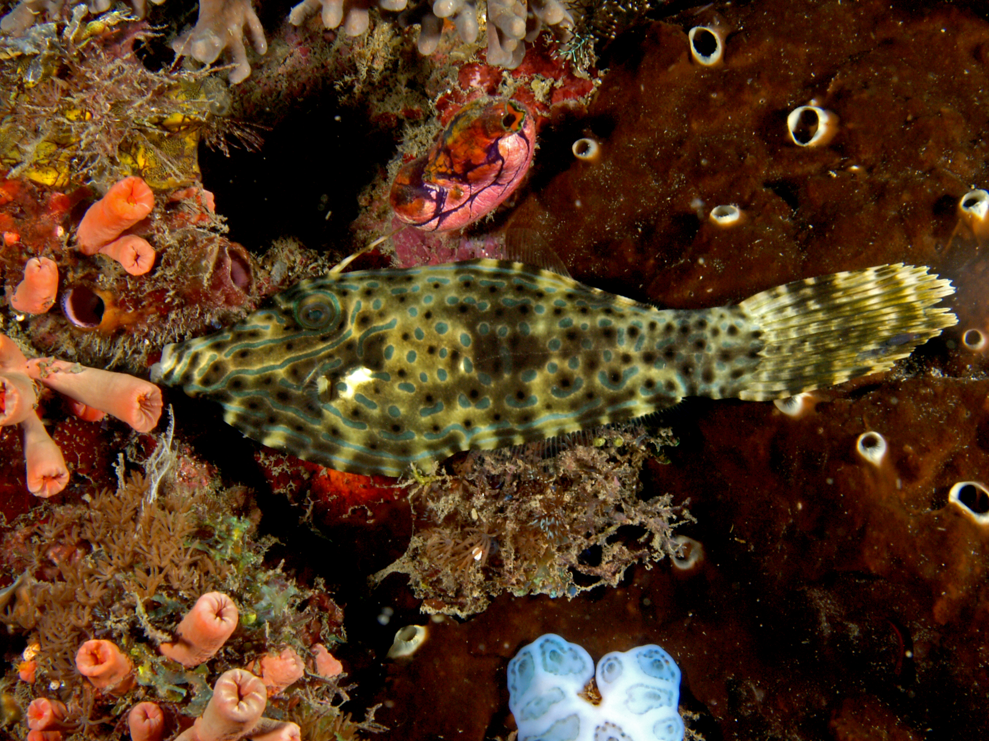 Aluterus scriptus (Scribbled leatherjacket)