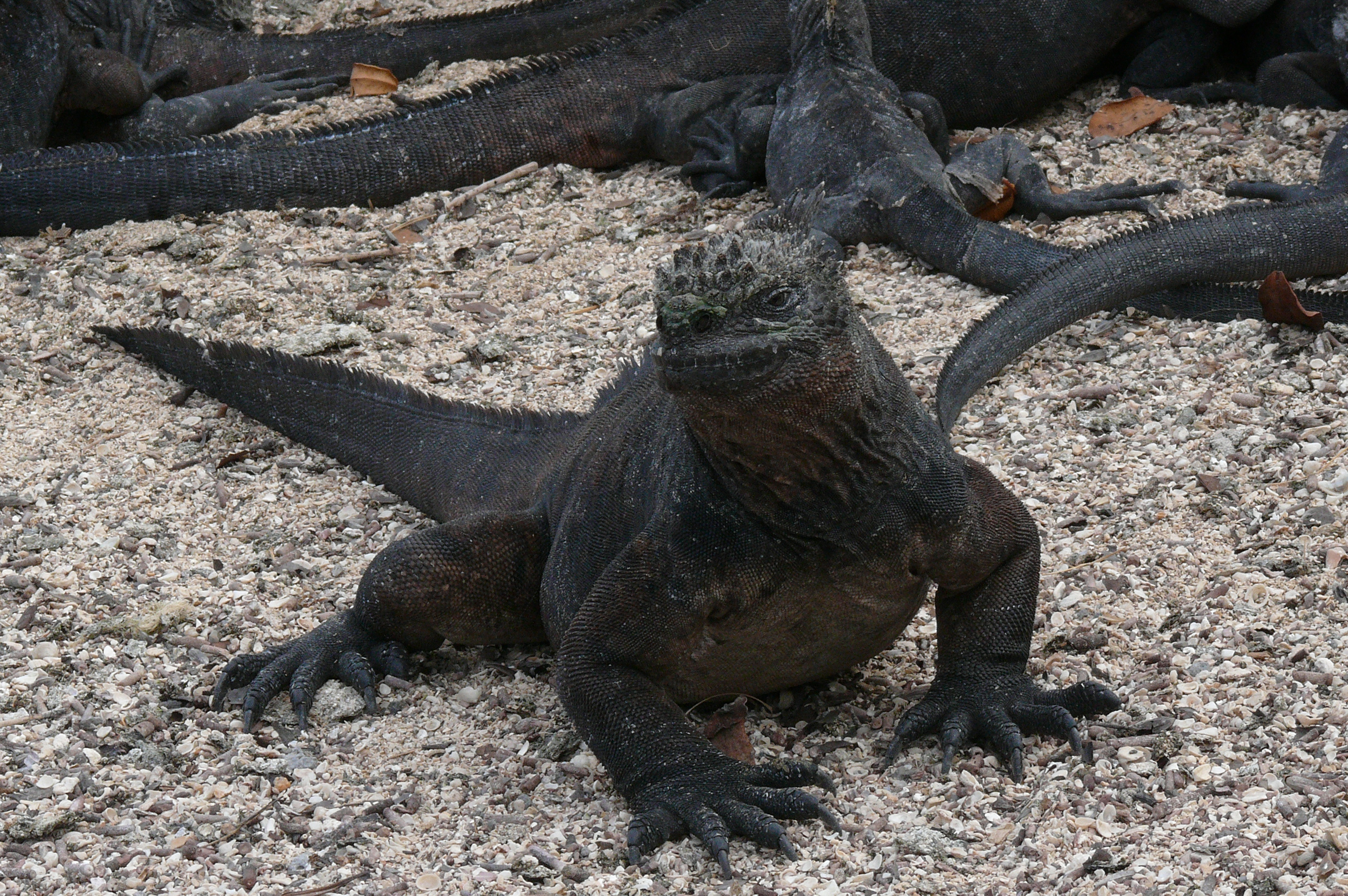 Amblyrhynchus cristatus