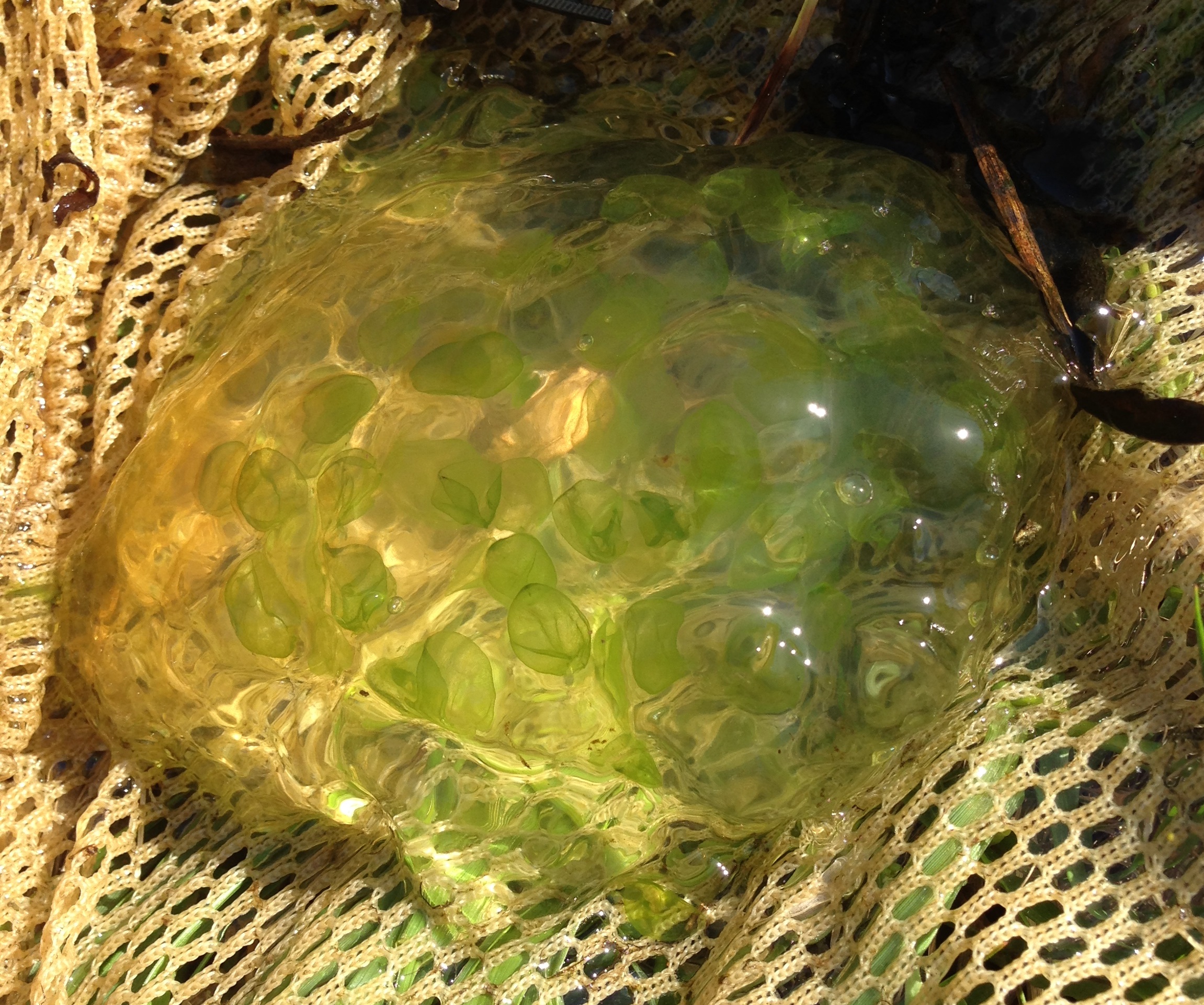 Ambystoma maculatum egg mass UMFS 2014 1