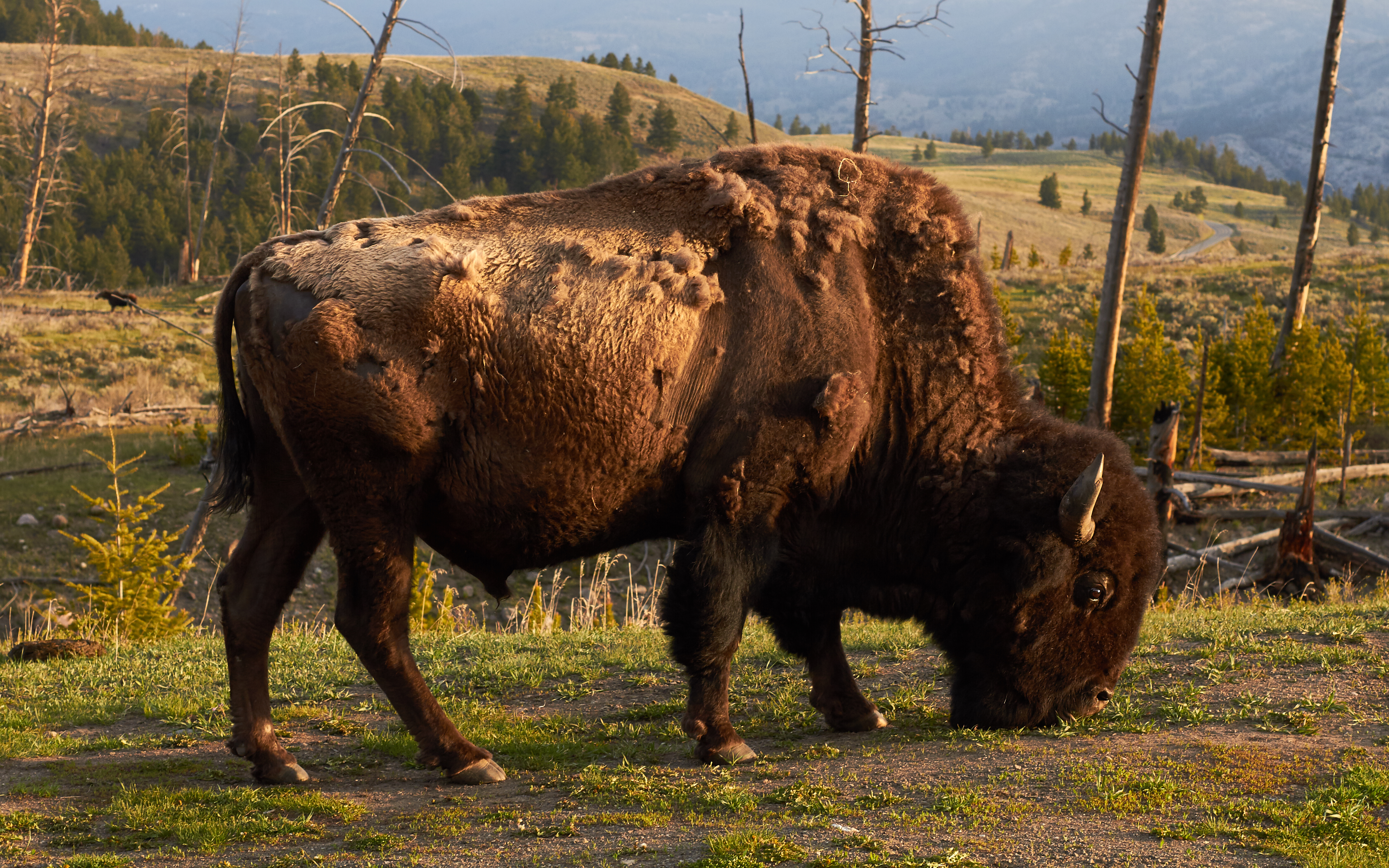 American bison in Yellowstone National Park