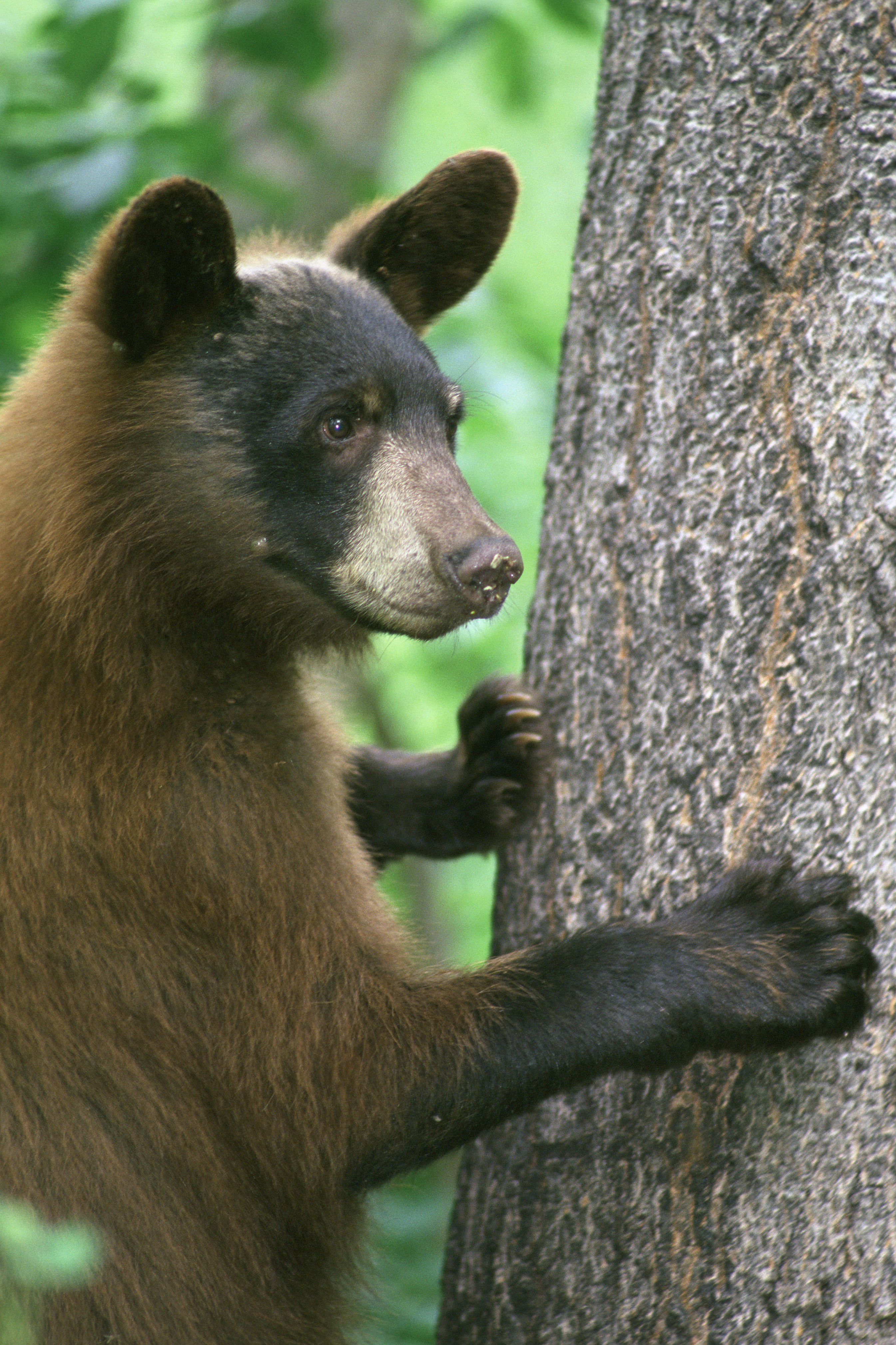 American black bear - FWS