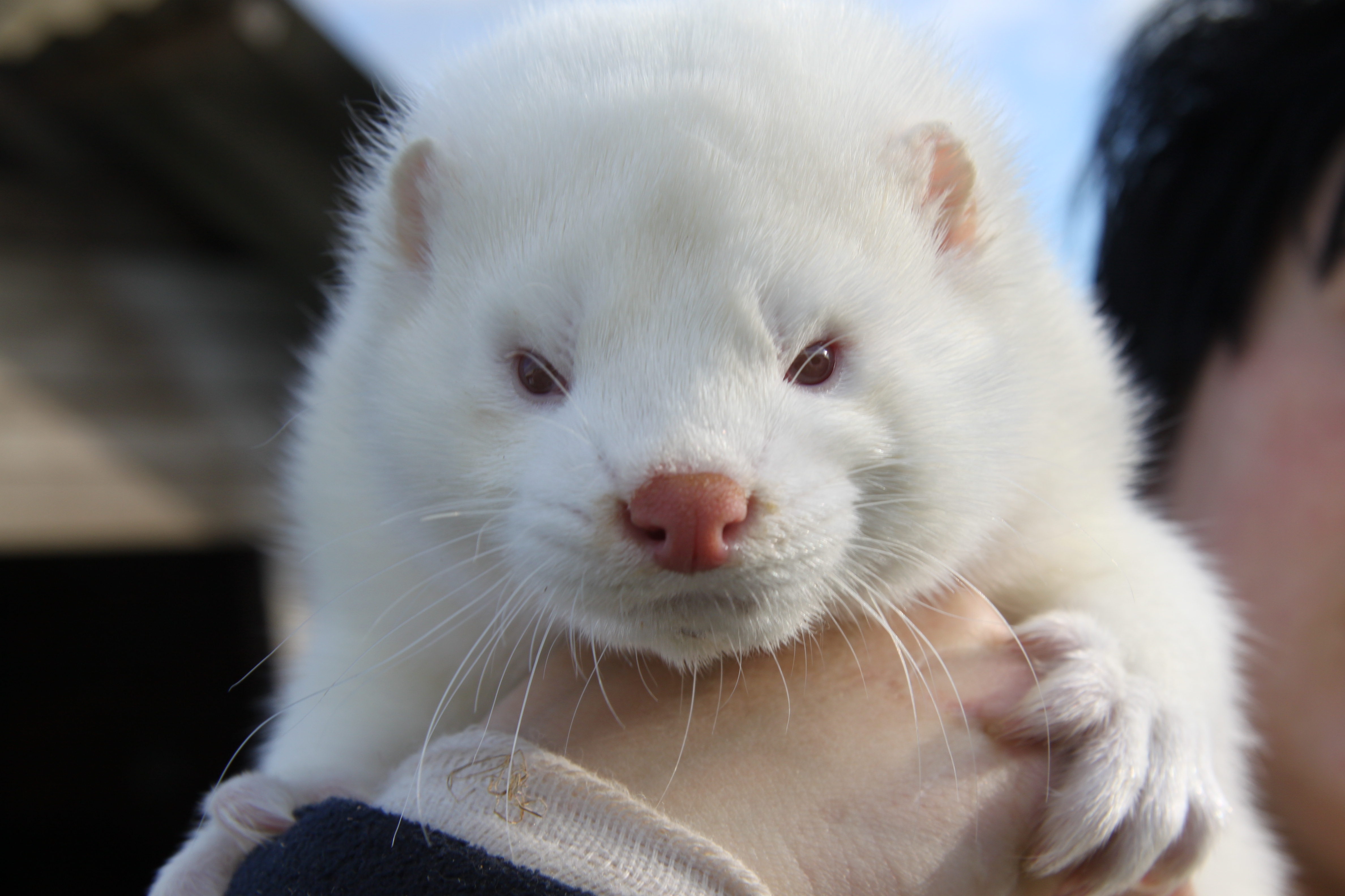 American Mink - White