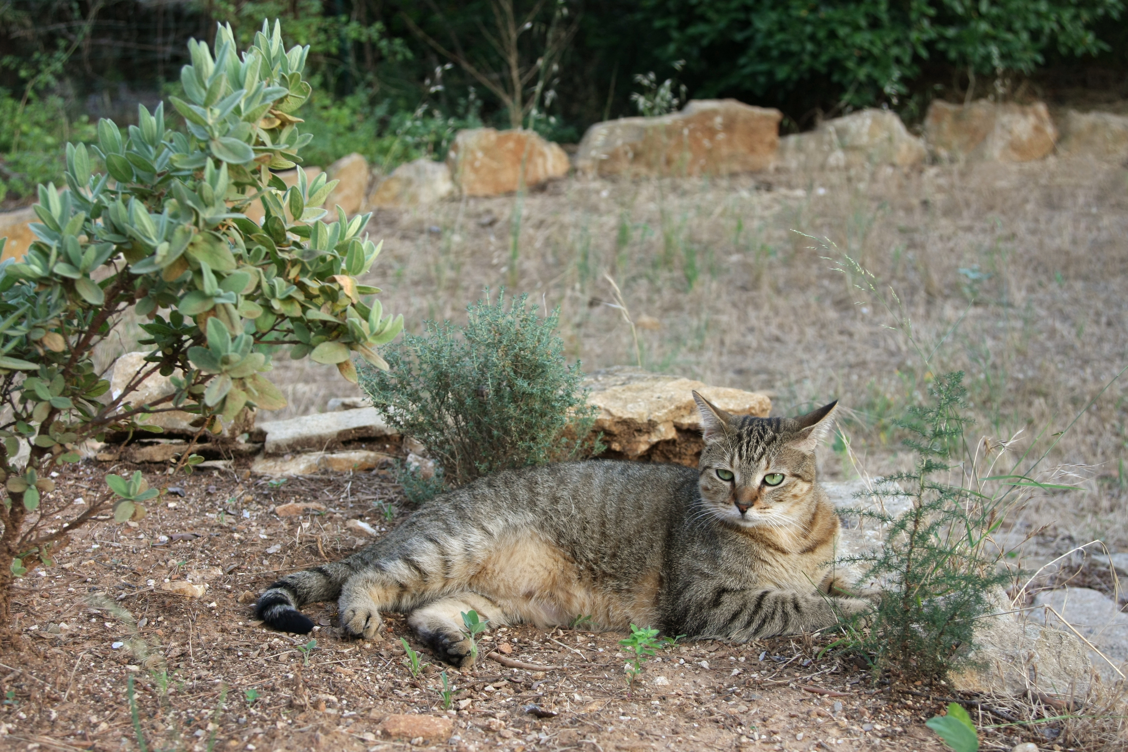 American shorthair in french garden