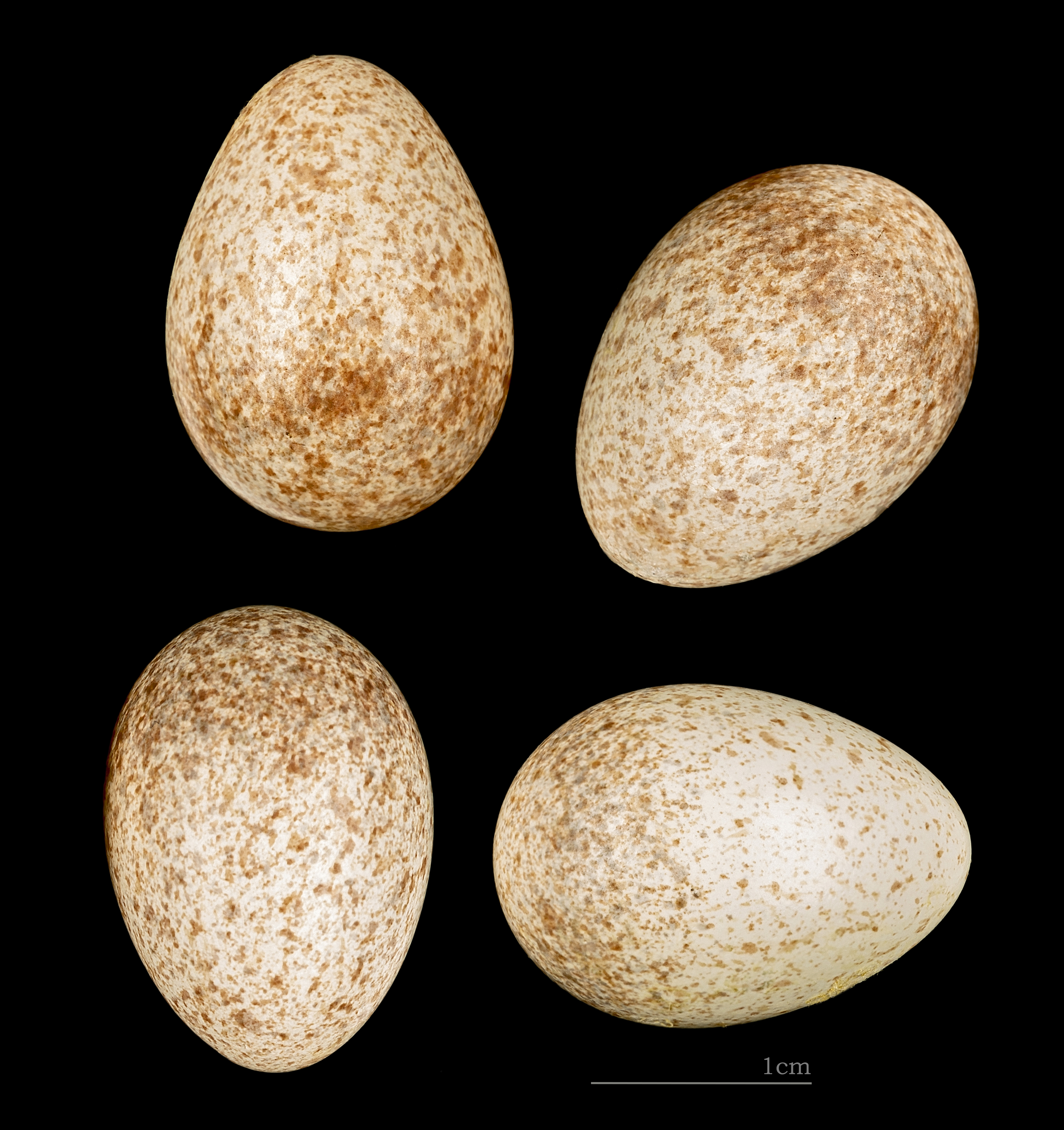 Ammomanes deserti algeriensis MHNT 225 Gafsa HdB