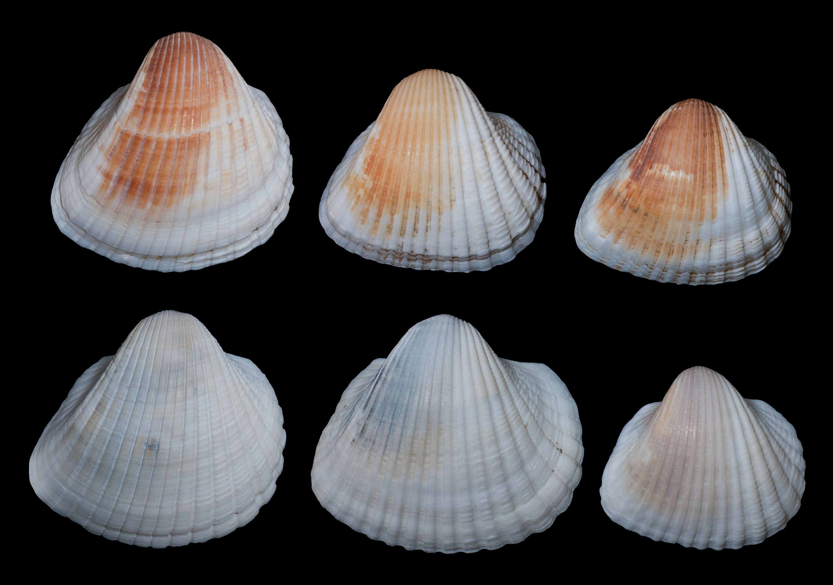 Anadara brasiliana in Margarita island