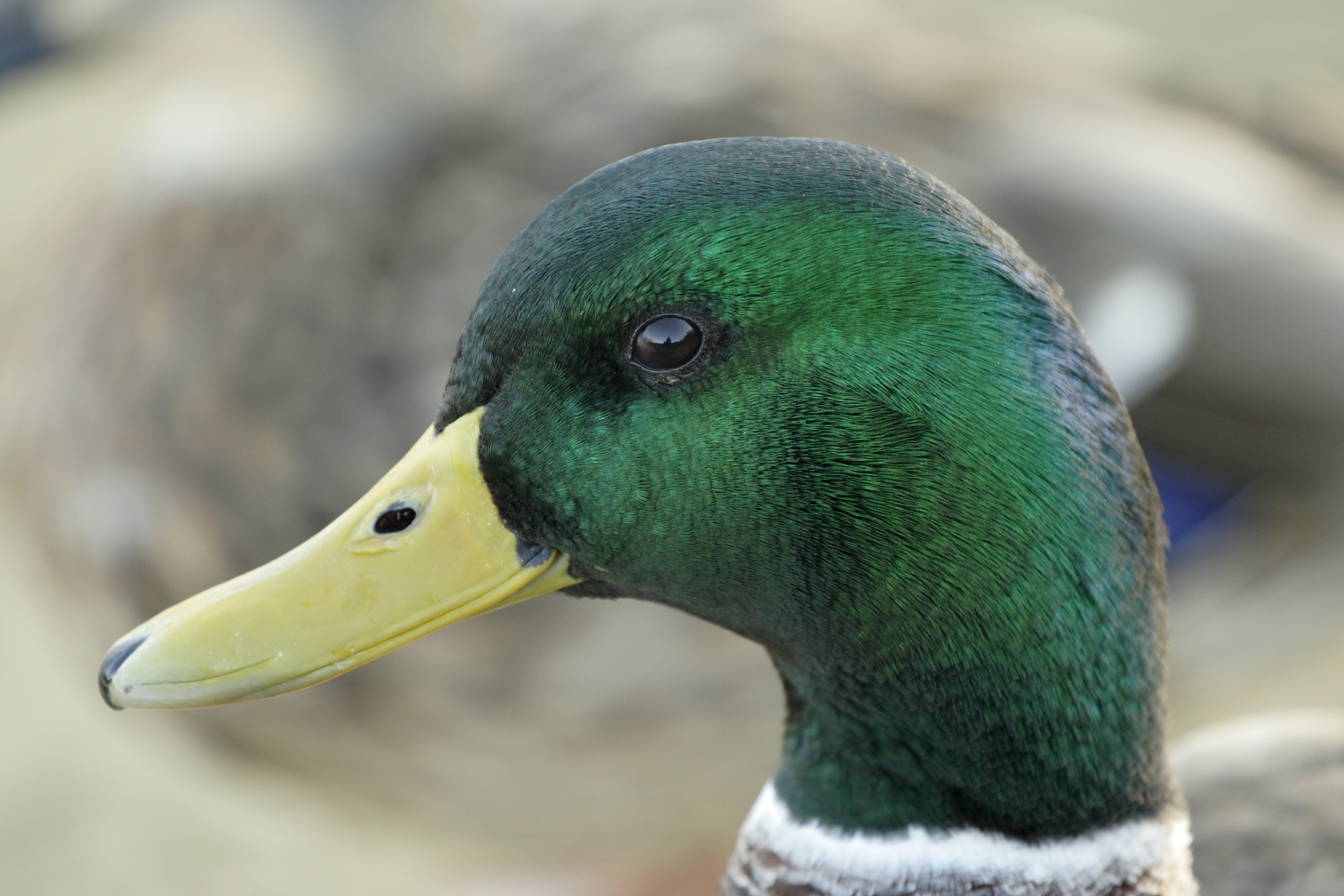 Anas platyrhynchos male head