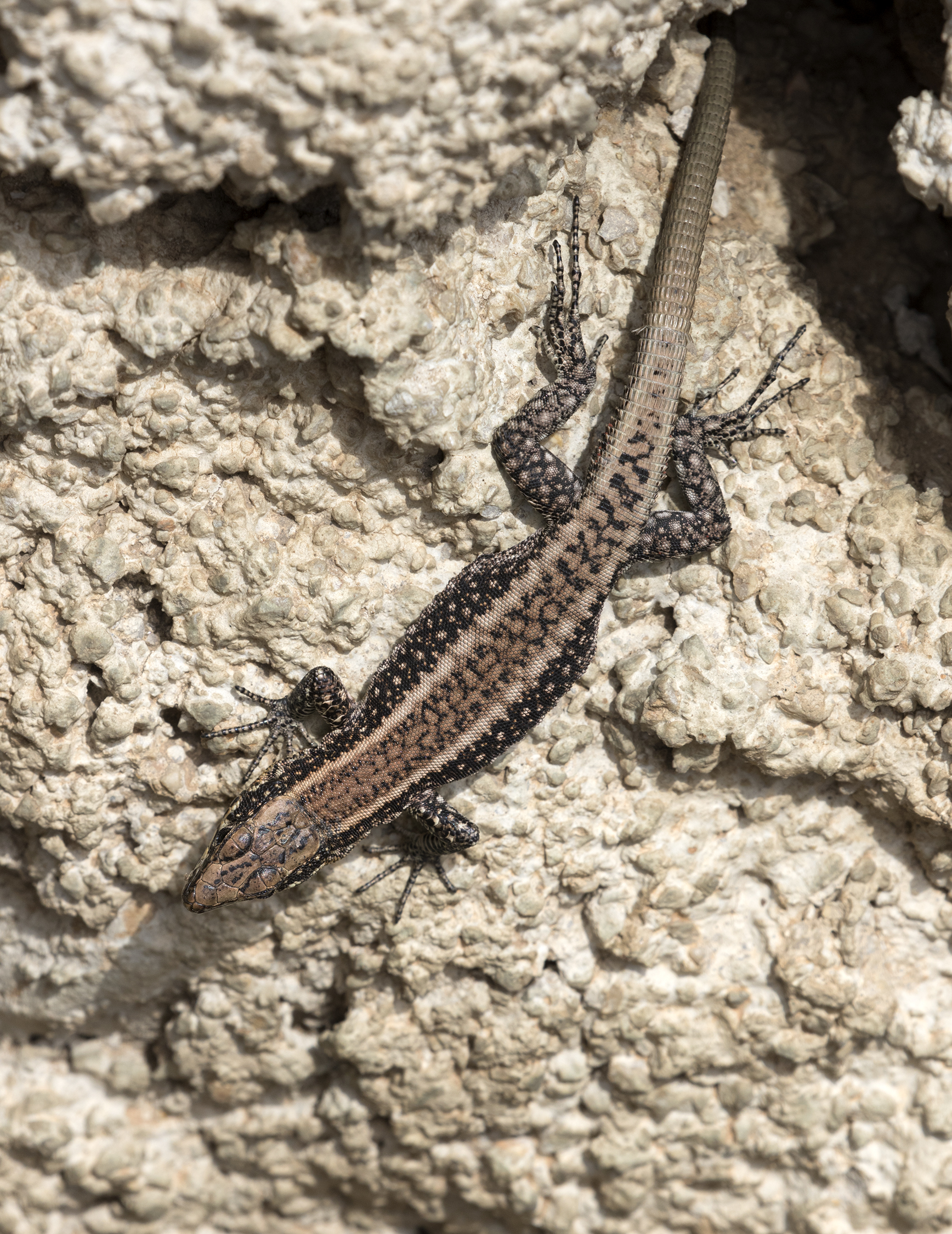 Anatololacerta - Kertenkele, Yeniköy 04