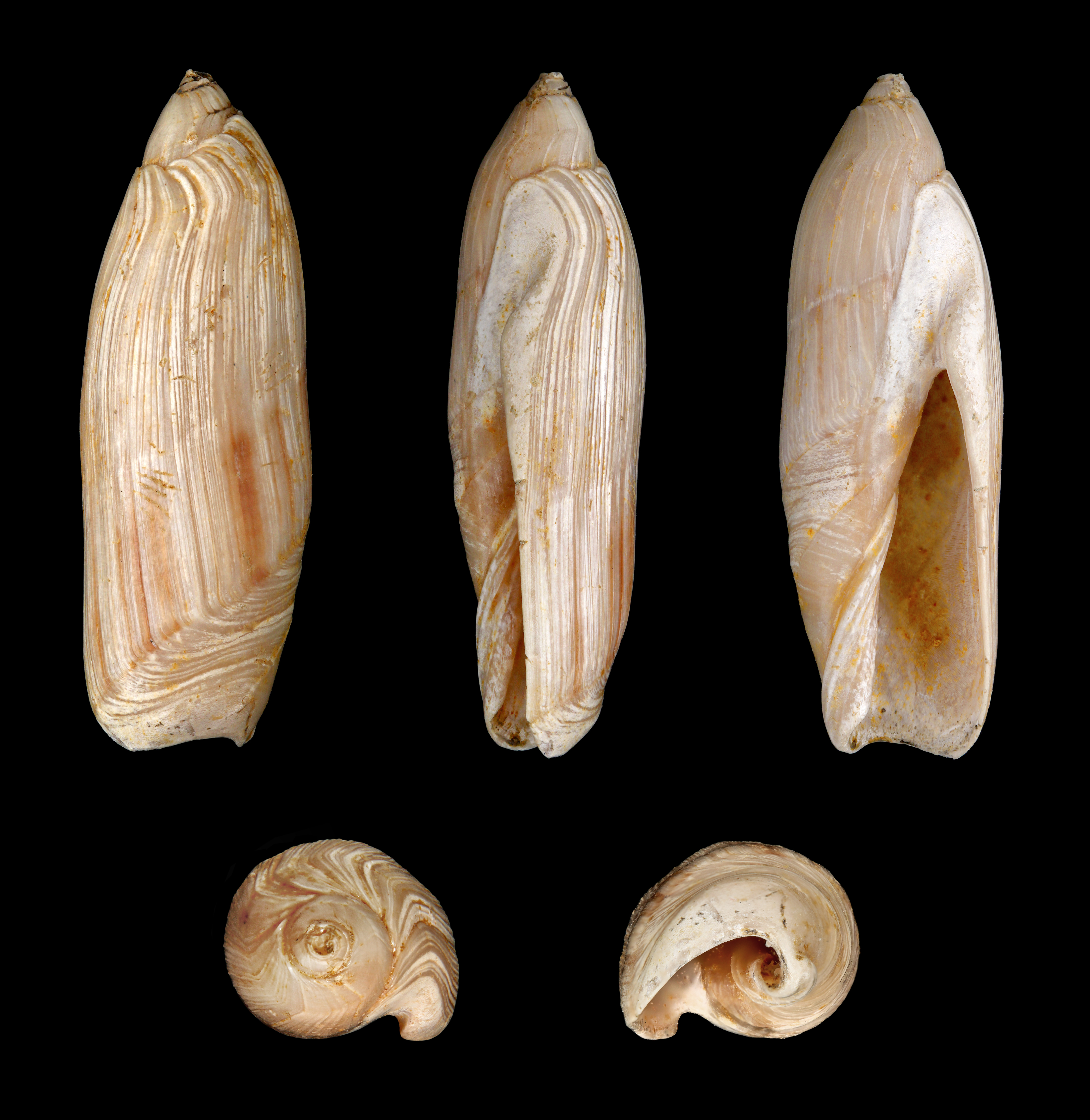 Ancilla canalifera 01