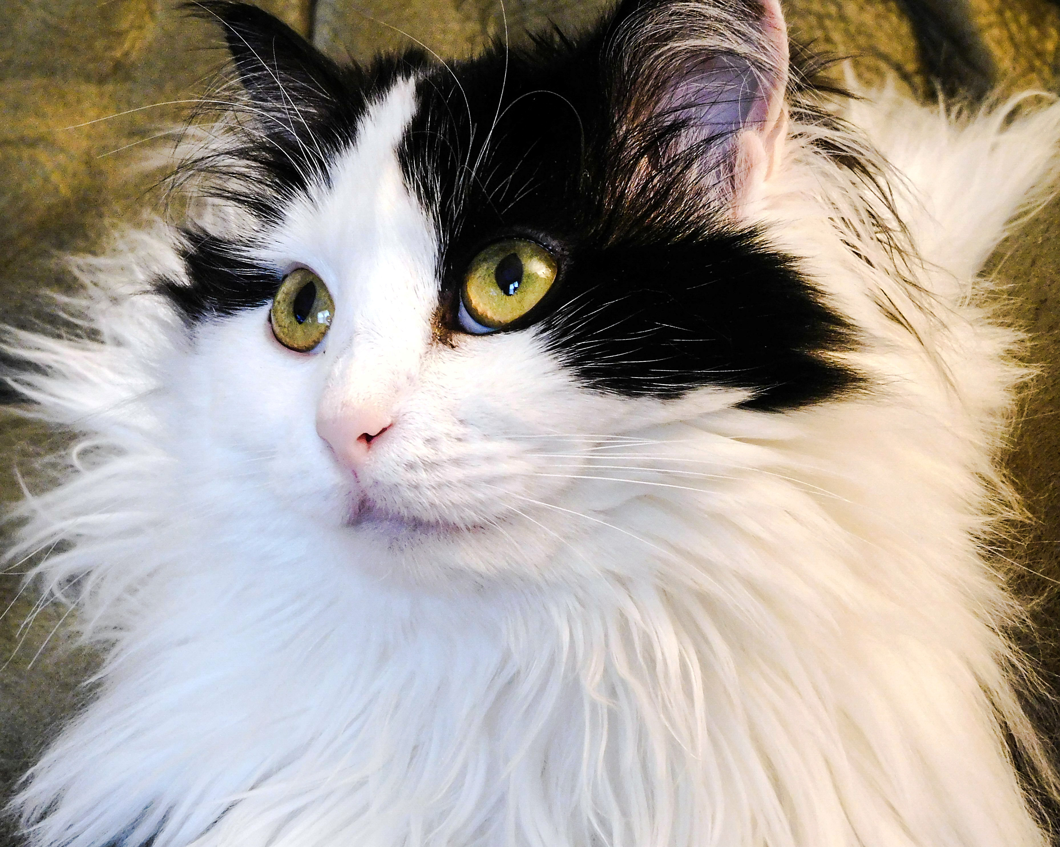 Angel Cat
