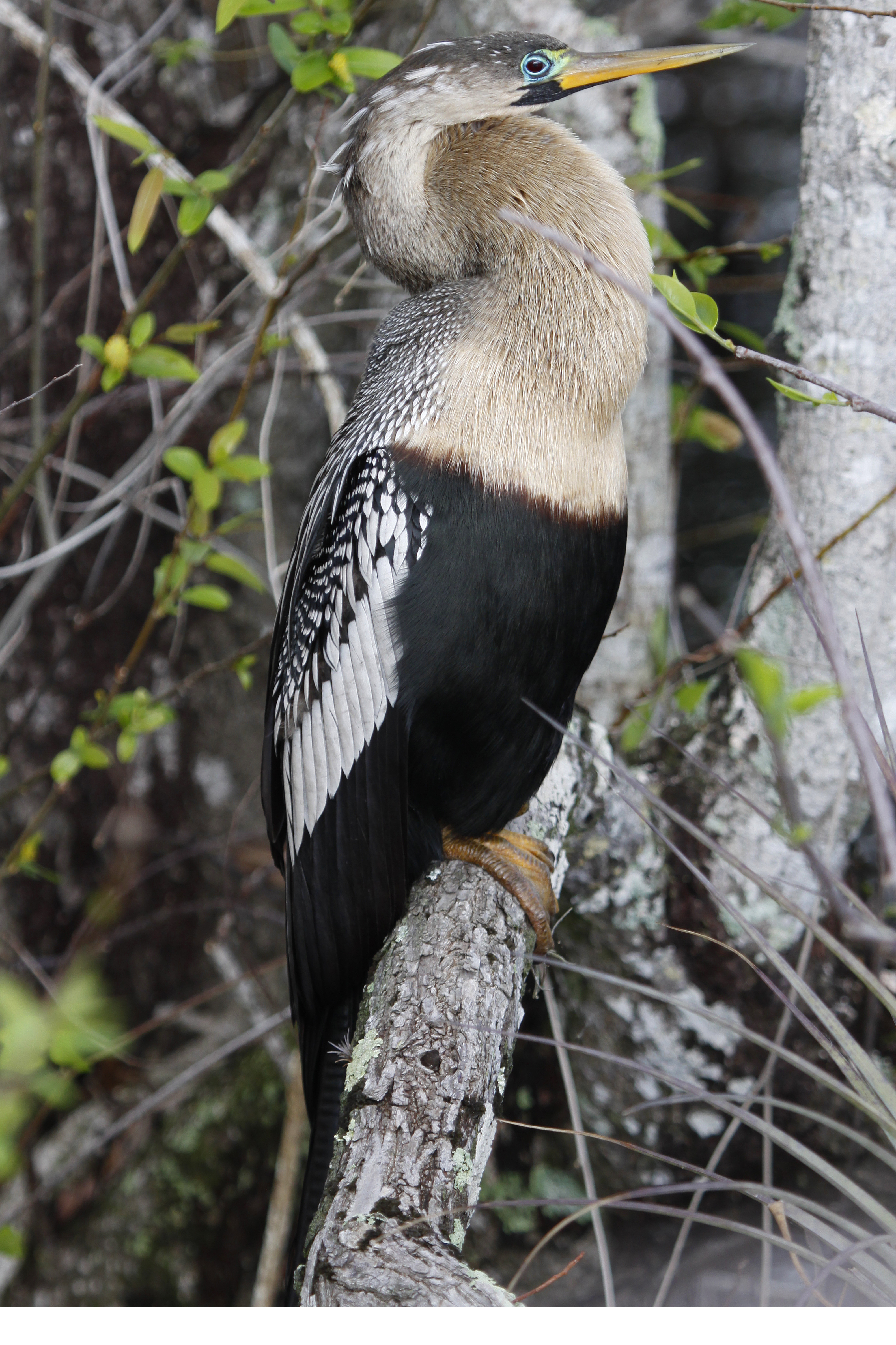 Anhinga - Anhinga anhinga, Everglades National Park, Homestead, Florida