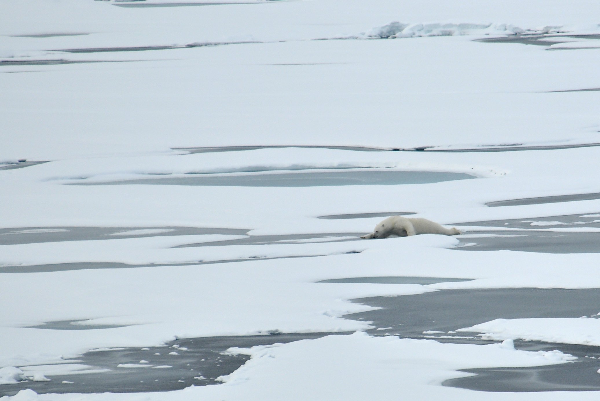 Anim1872 - Flickr - NOAA Photo Library