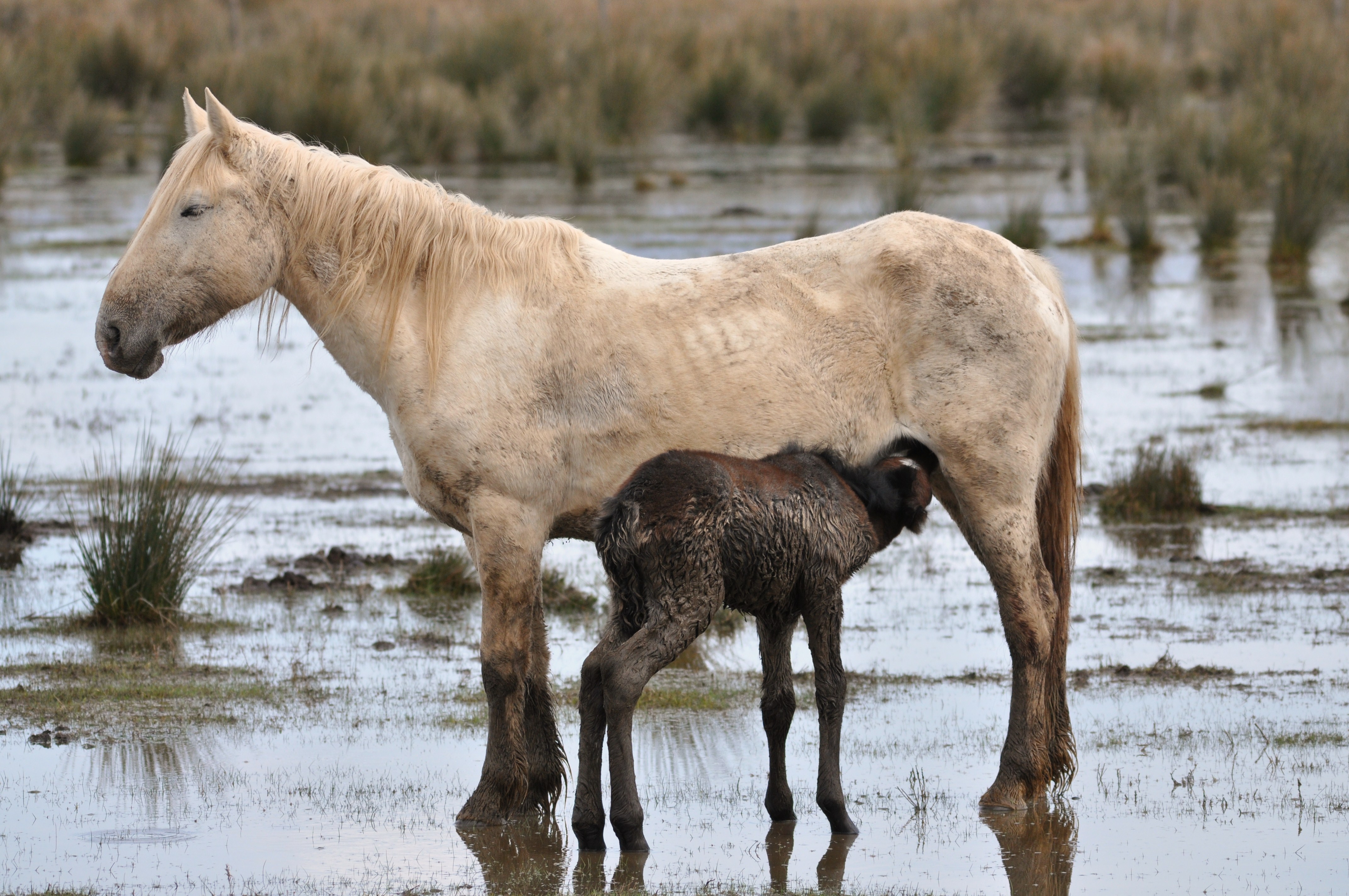 Animales-aiguamolls l'emporda-2013 (8)