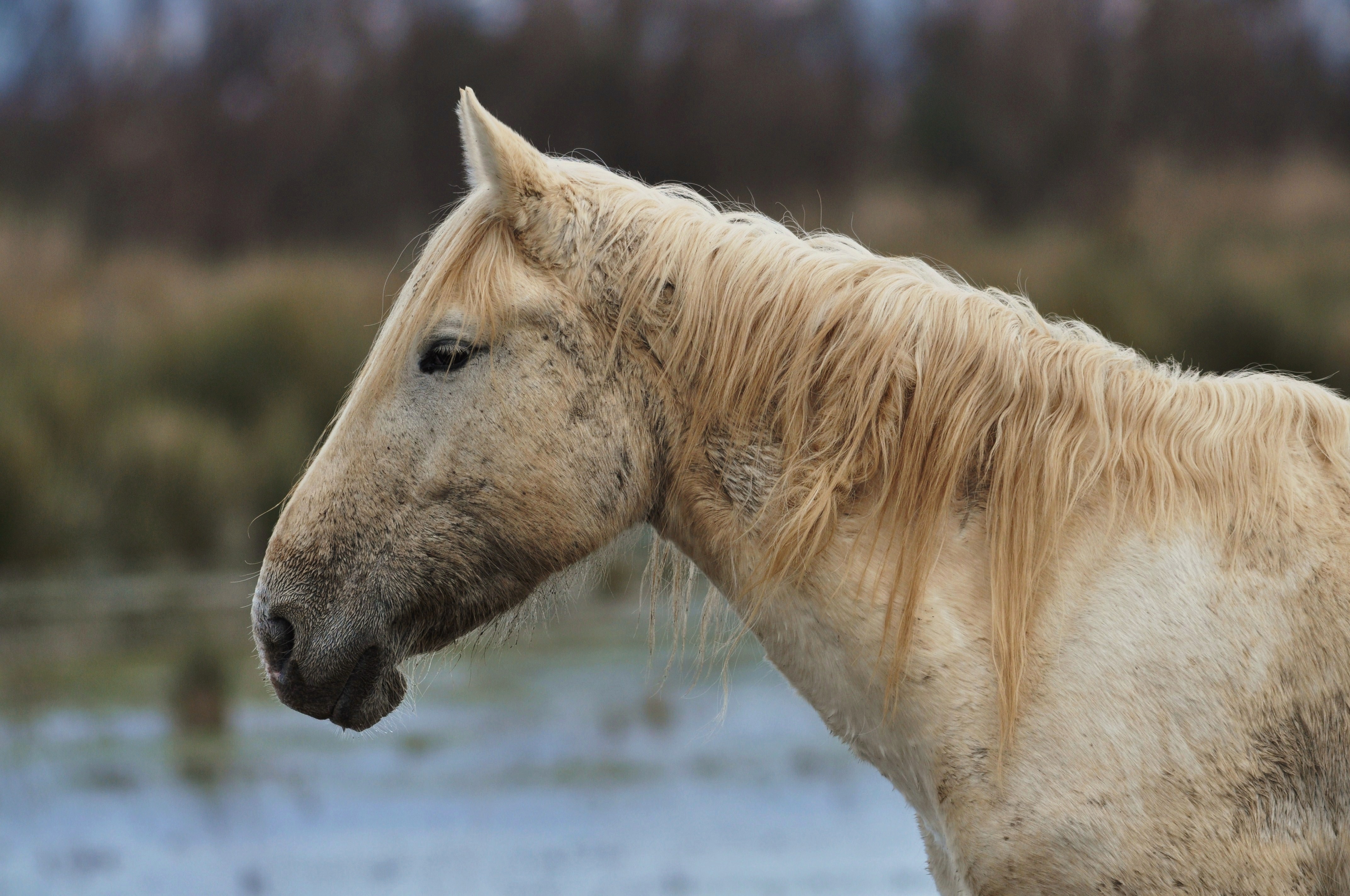 Animales-aiguamolls l'emporda-2013 (9)