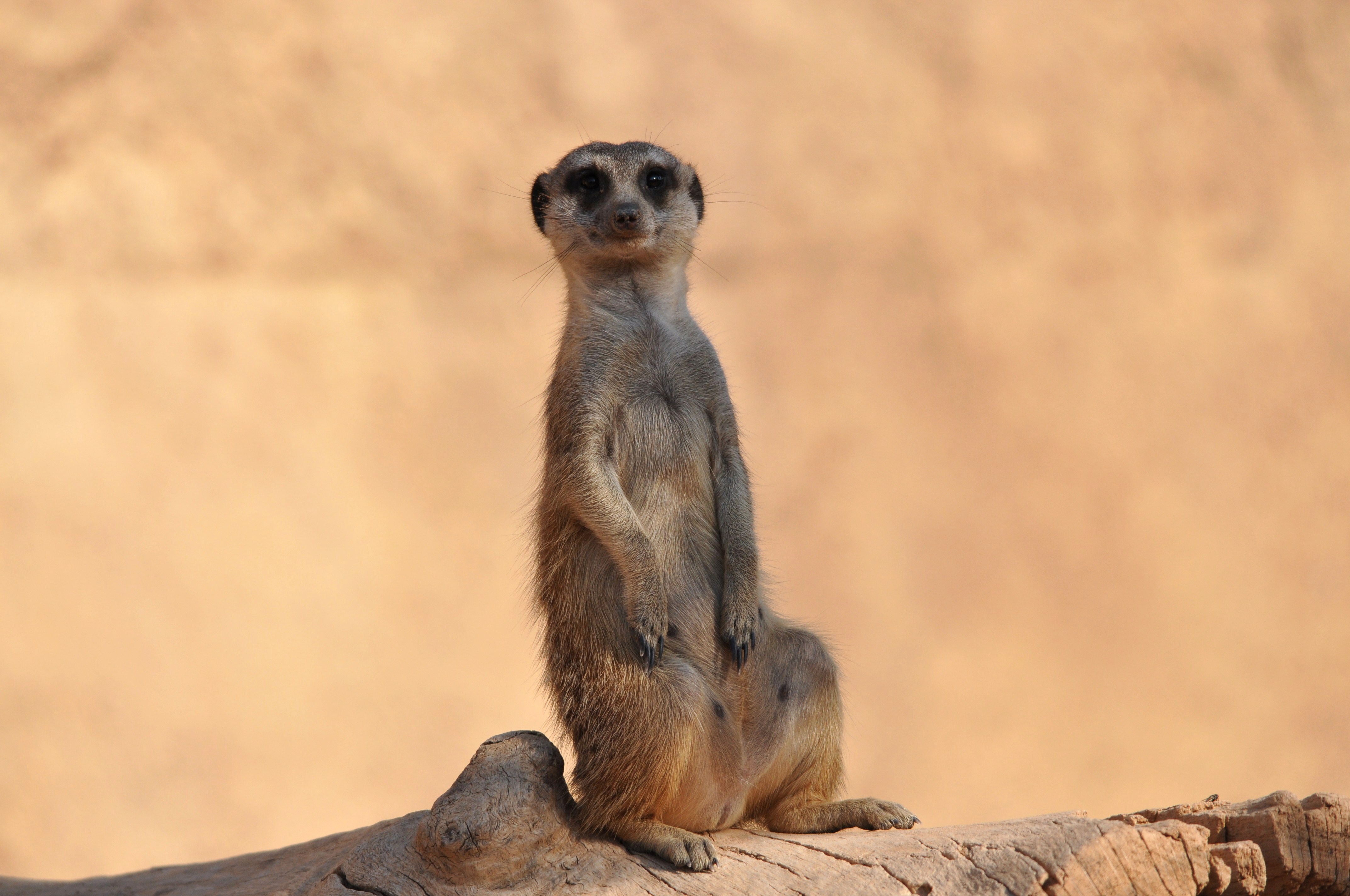 Animales bioparc-valencia-2012 (13)
