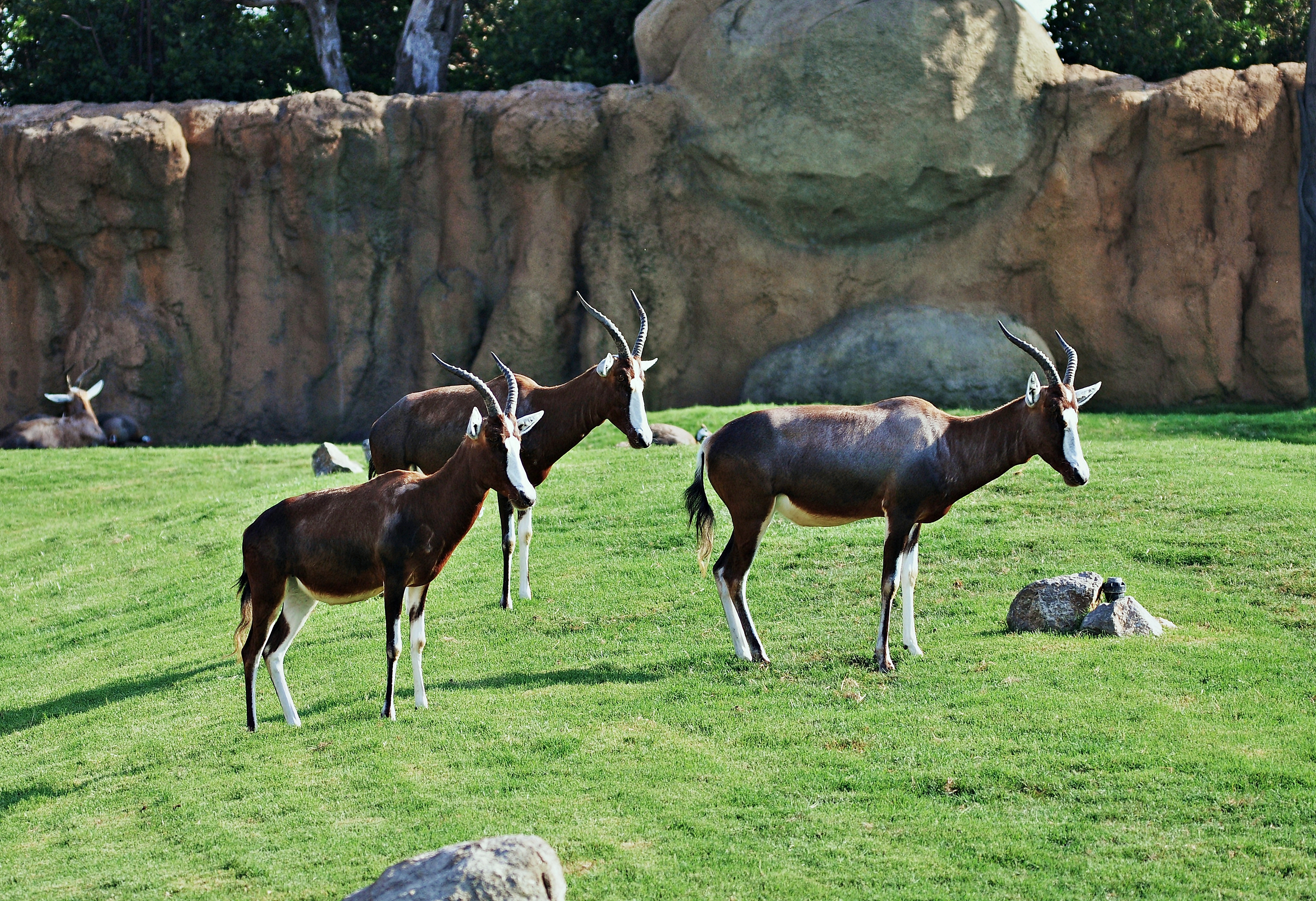 Animales bioparc-valencia-2012 (14)