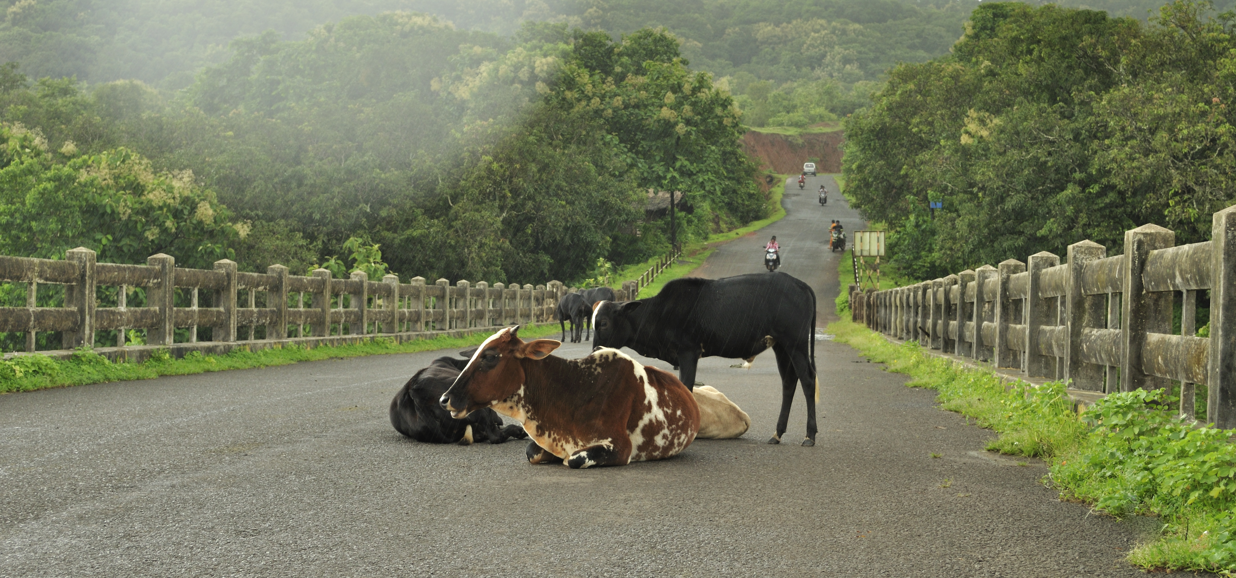 Anjarle Bridge and Cows