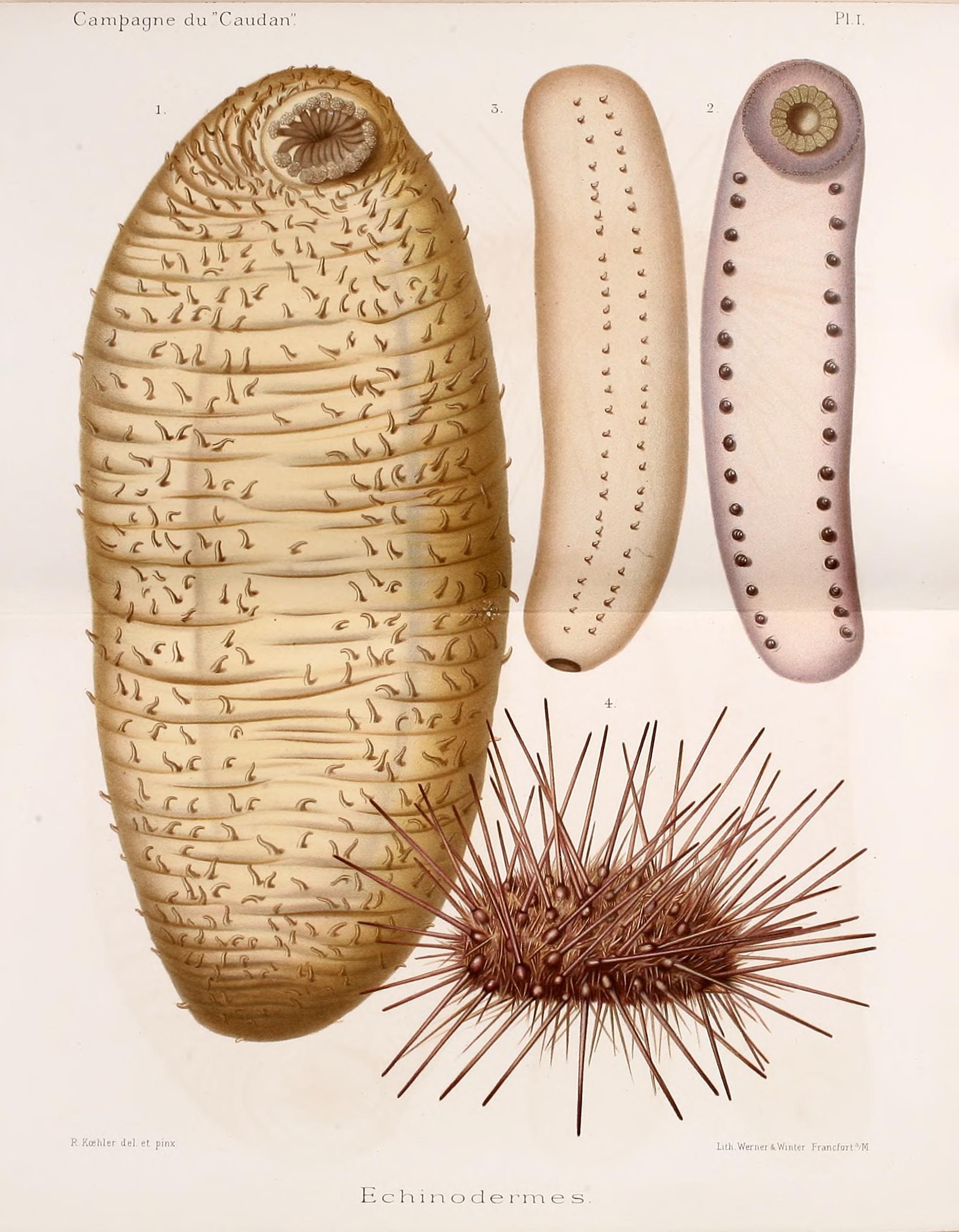 Annales de l'Université de Lyon (Pl. I) BHL42102457