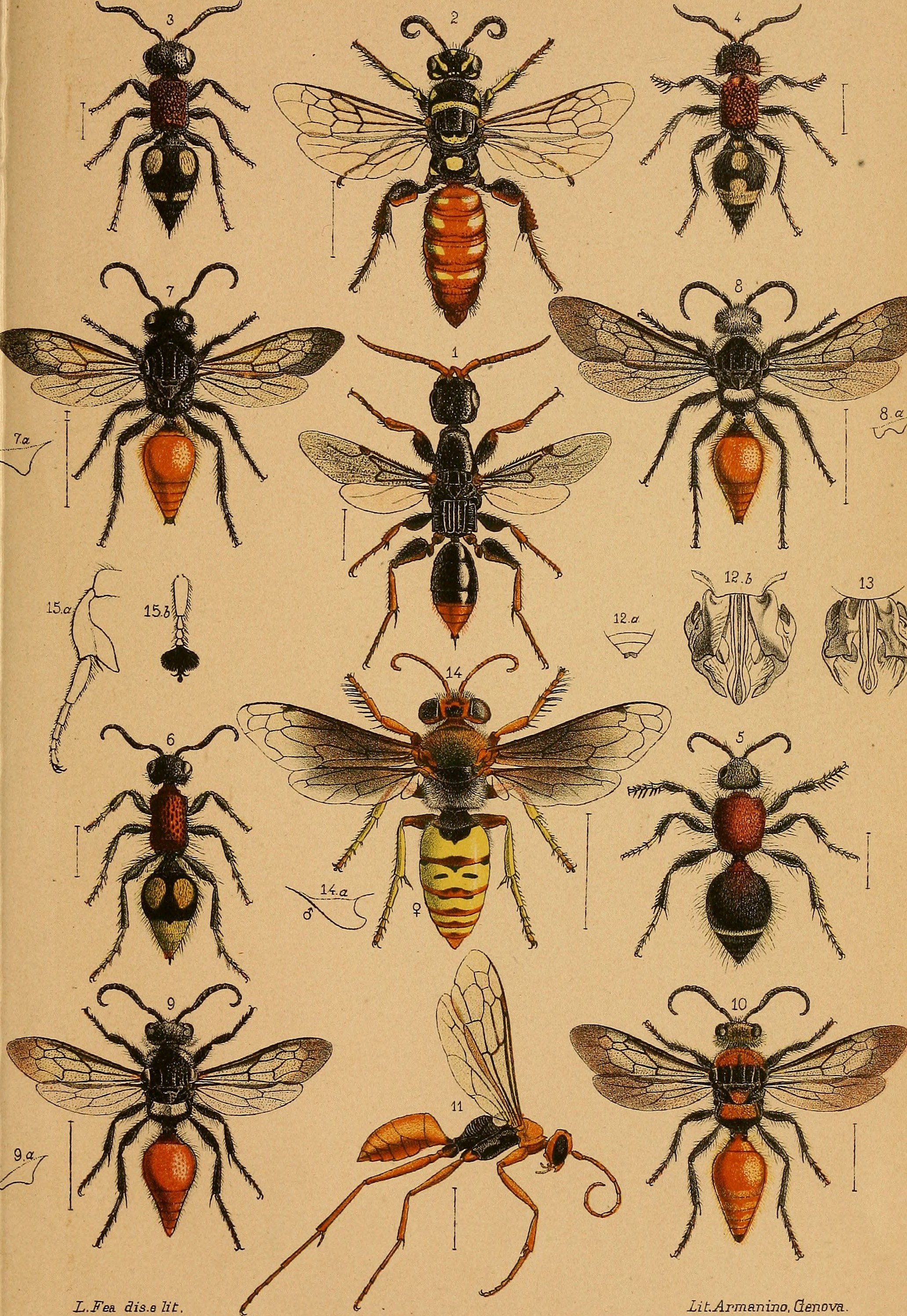Annali del Museo civico di storia naturale di Genova (1884) (18410837675)