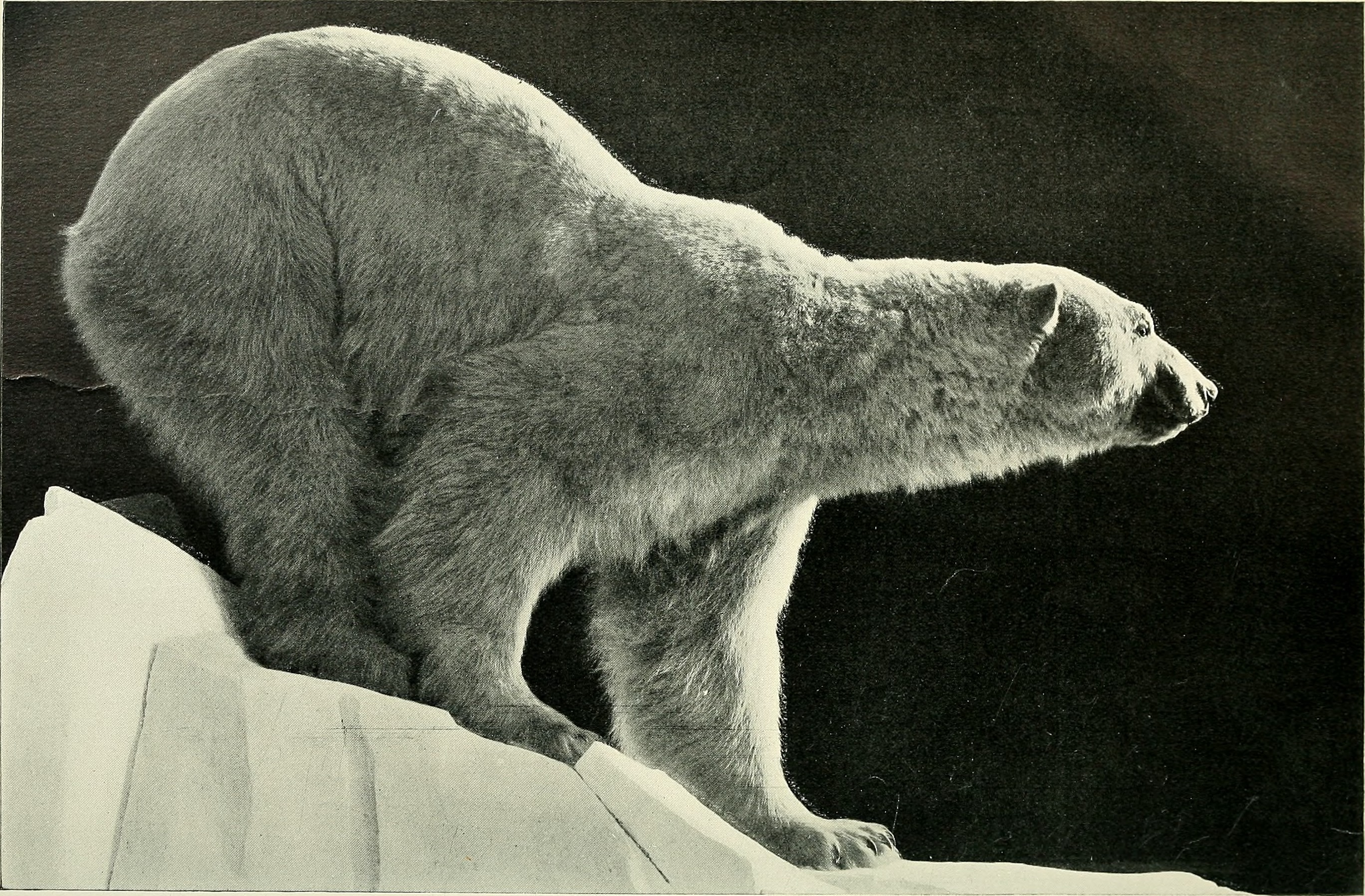 Annual report of the American Museum of Natural History for the year (1901) (18426272875)
