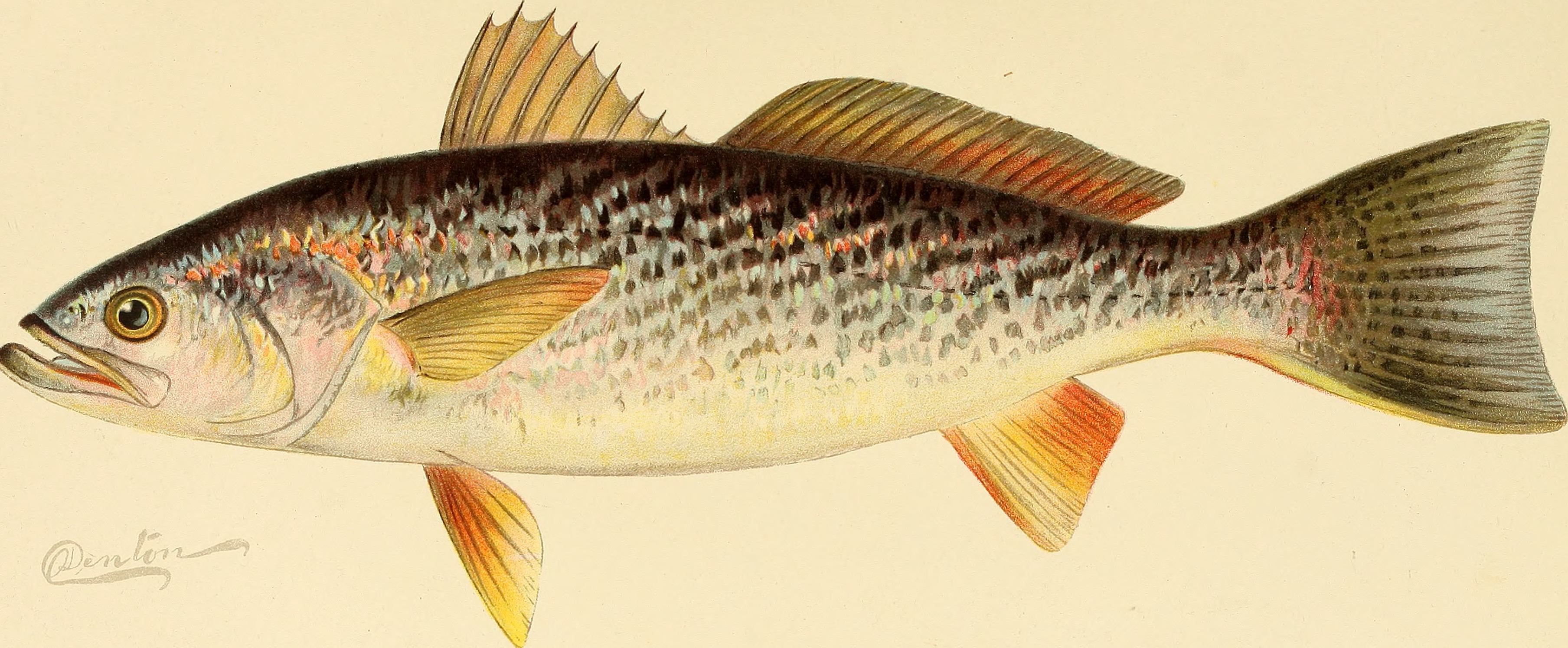 Annual report of the Commissioners of Fisheries, Game and Forests of the State of New York (1897) (14568945937)
