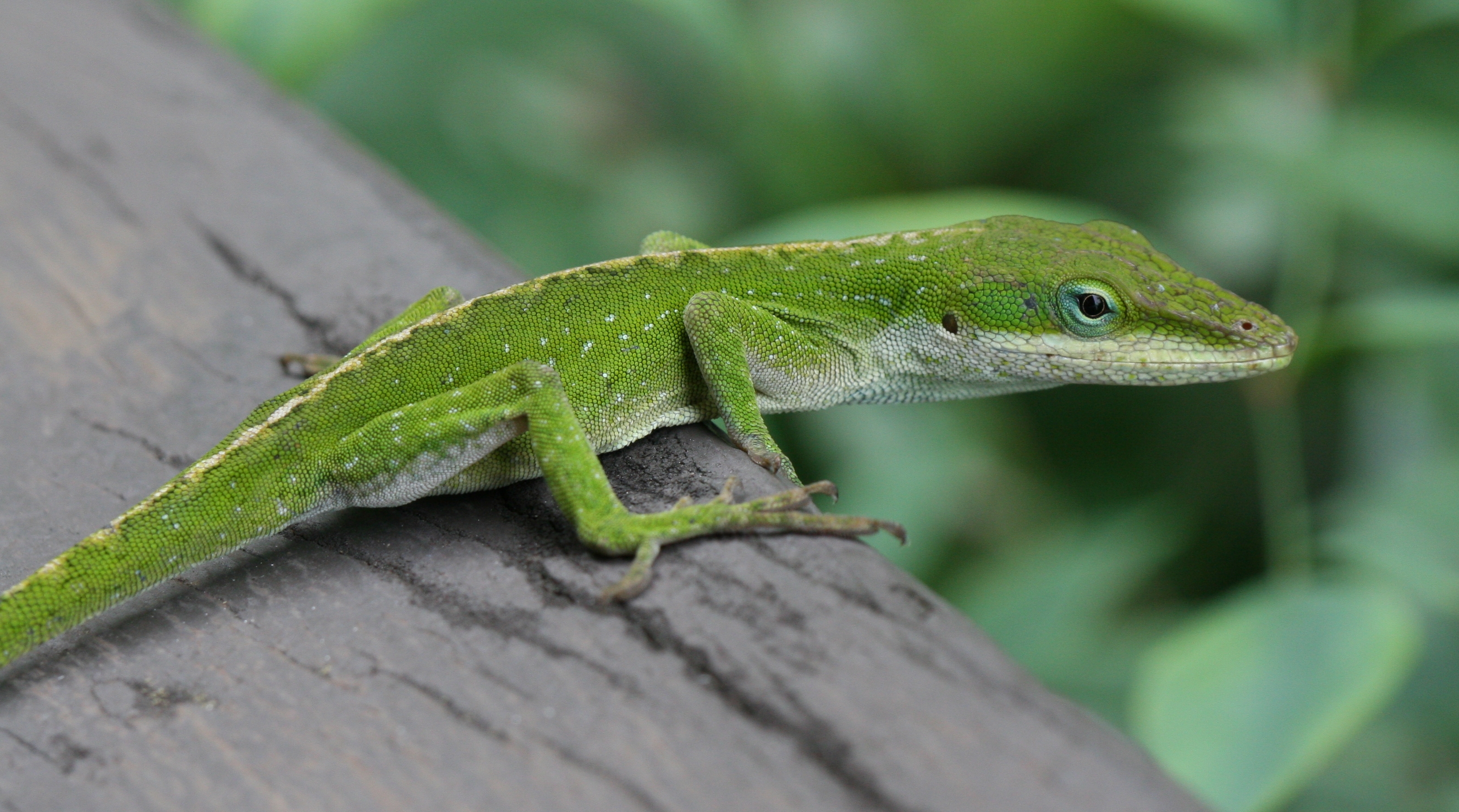 Anole Lizard Hilo Hawaii