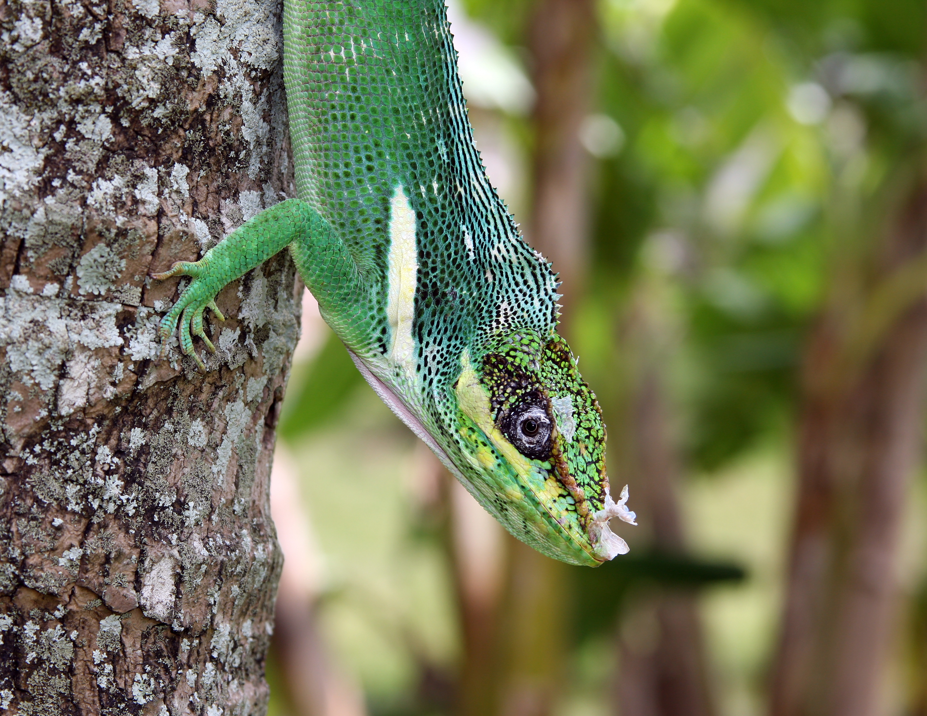 Anolis equestris - bright close 3-4
