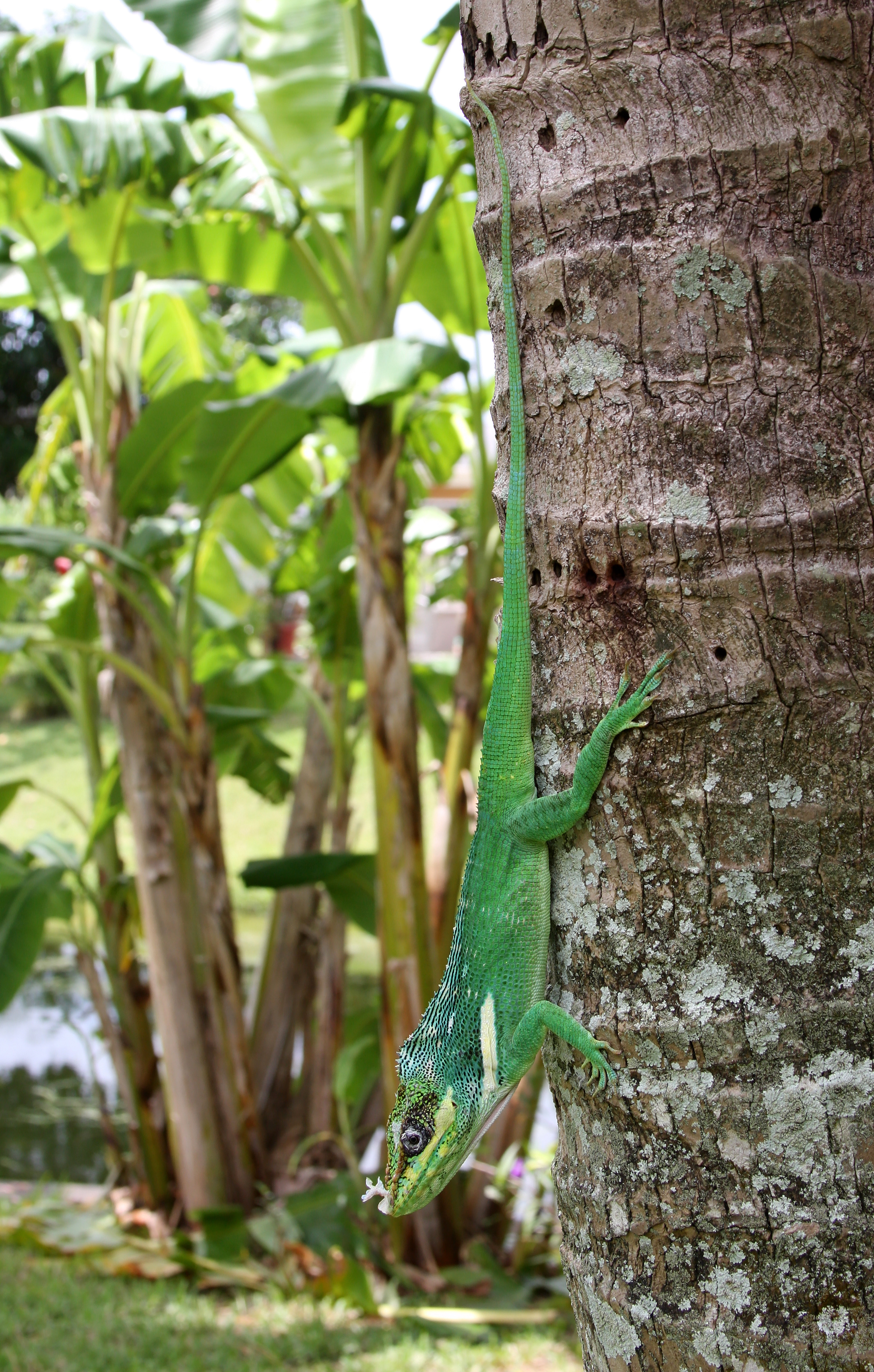 Anolis equestris - bright full
