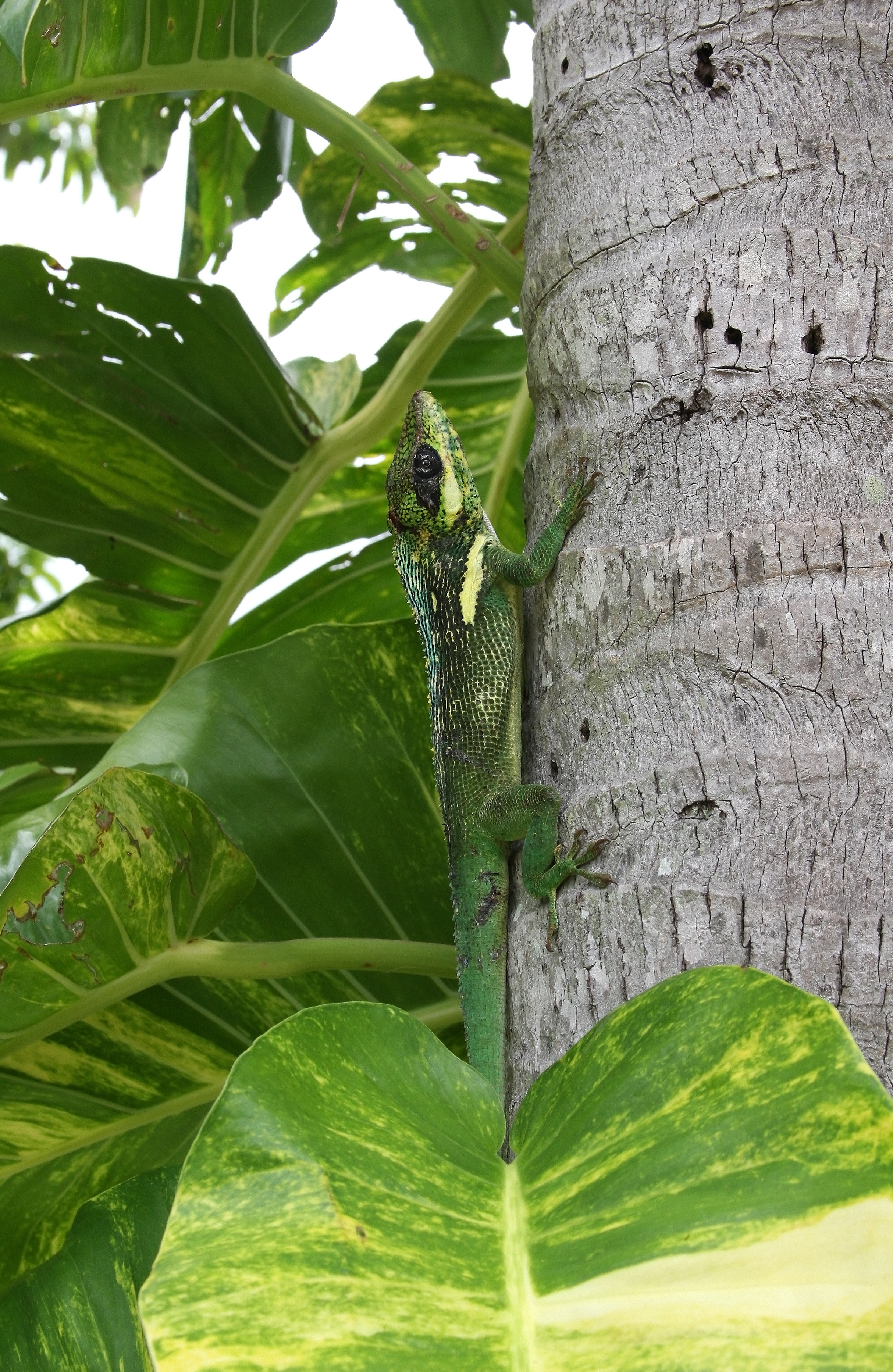 Anolis equestris - camouflage