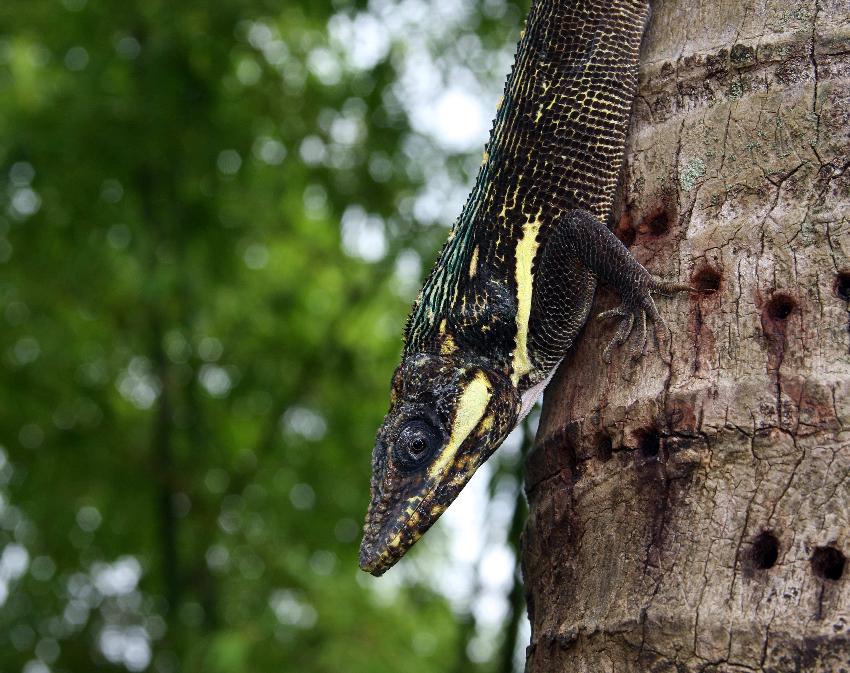 Anolis equestris - dark close profile