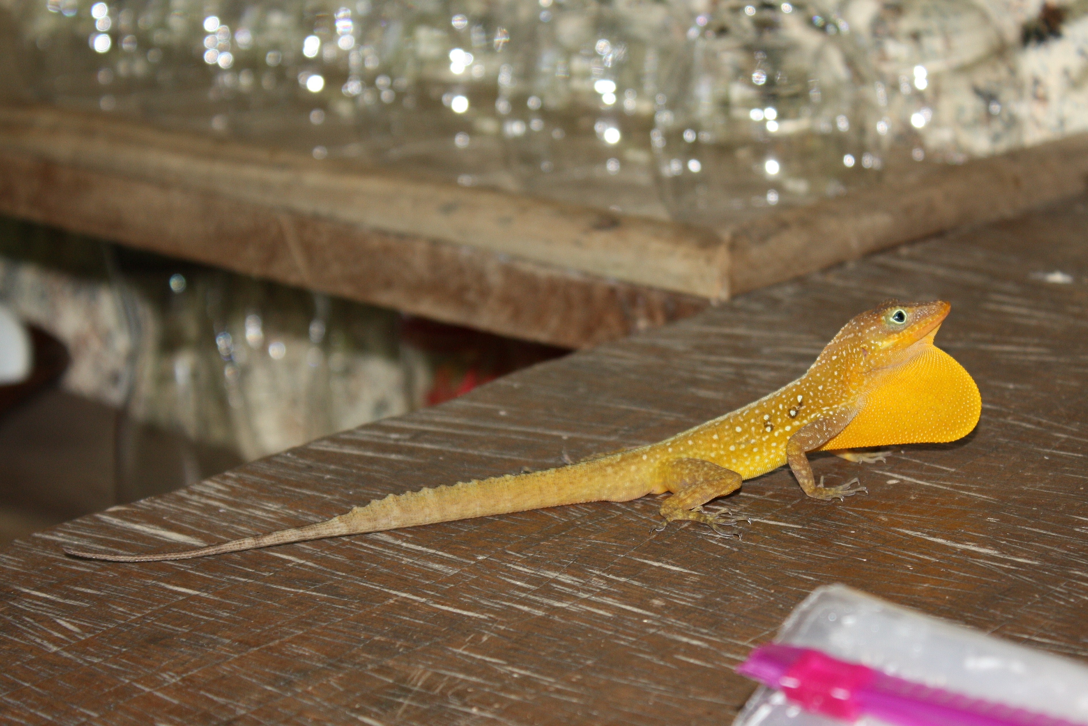 Anolis oculatus at Brandy Manor-2010-06-28-IMG 3065
