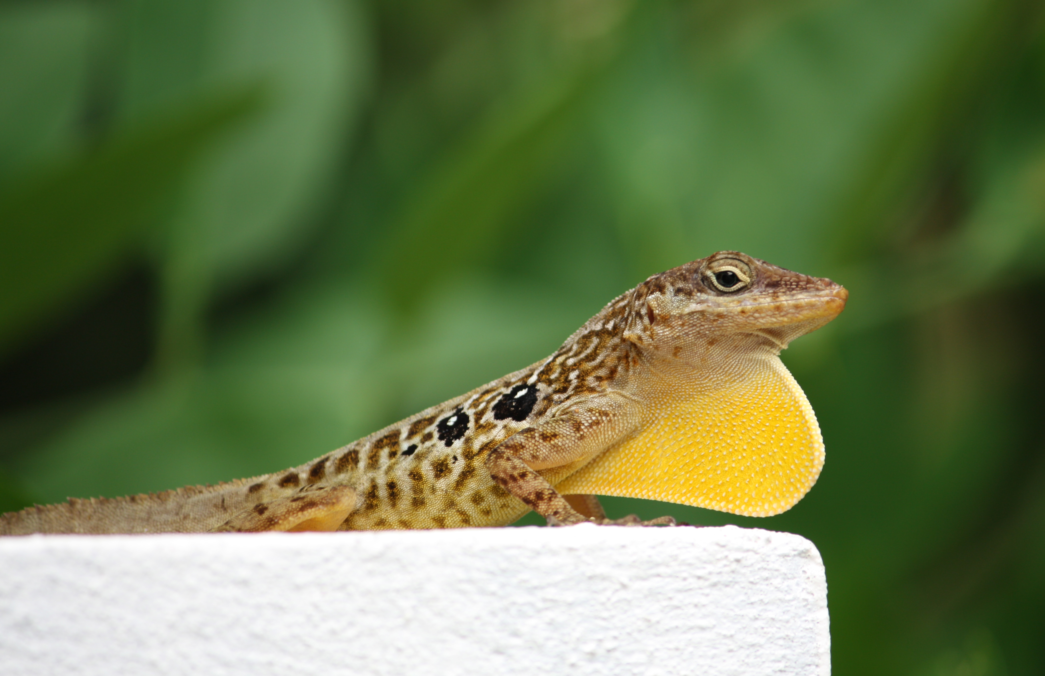 Anolis oculatus at Coulibistrie-b01