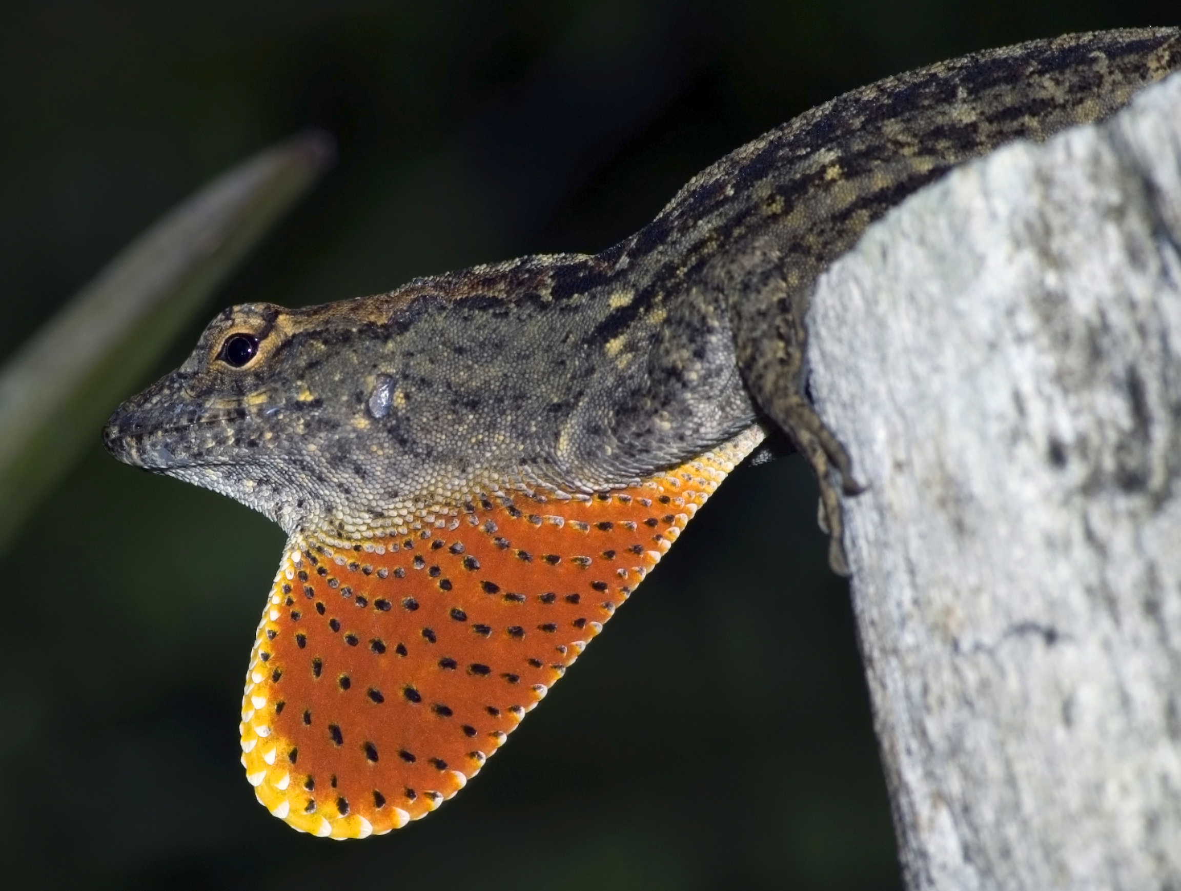 Anolis sagrei male dewlap