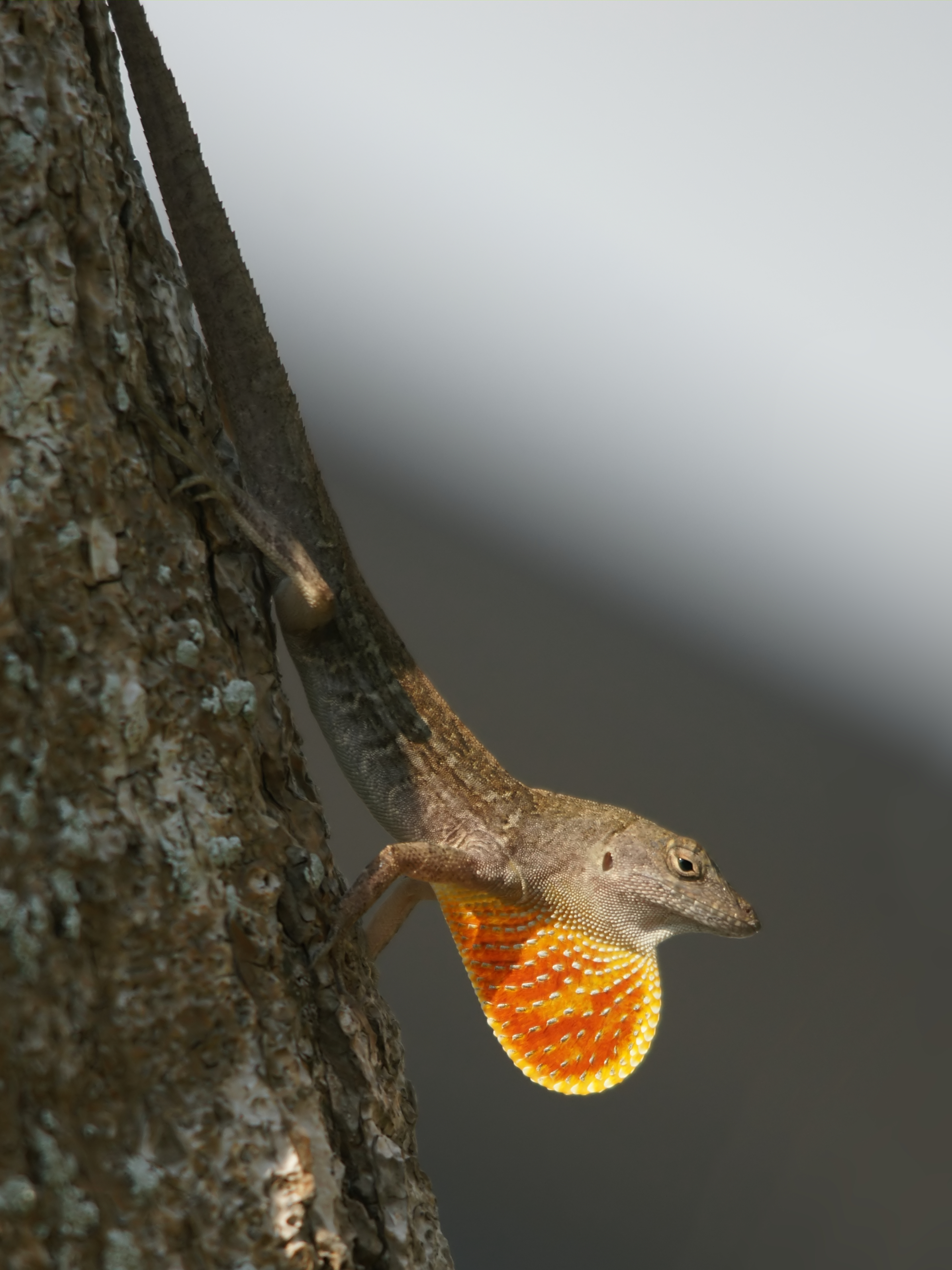 Anolis sagrei sagrei (displaying)