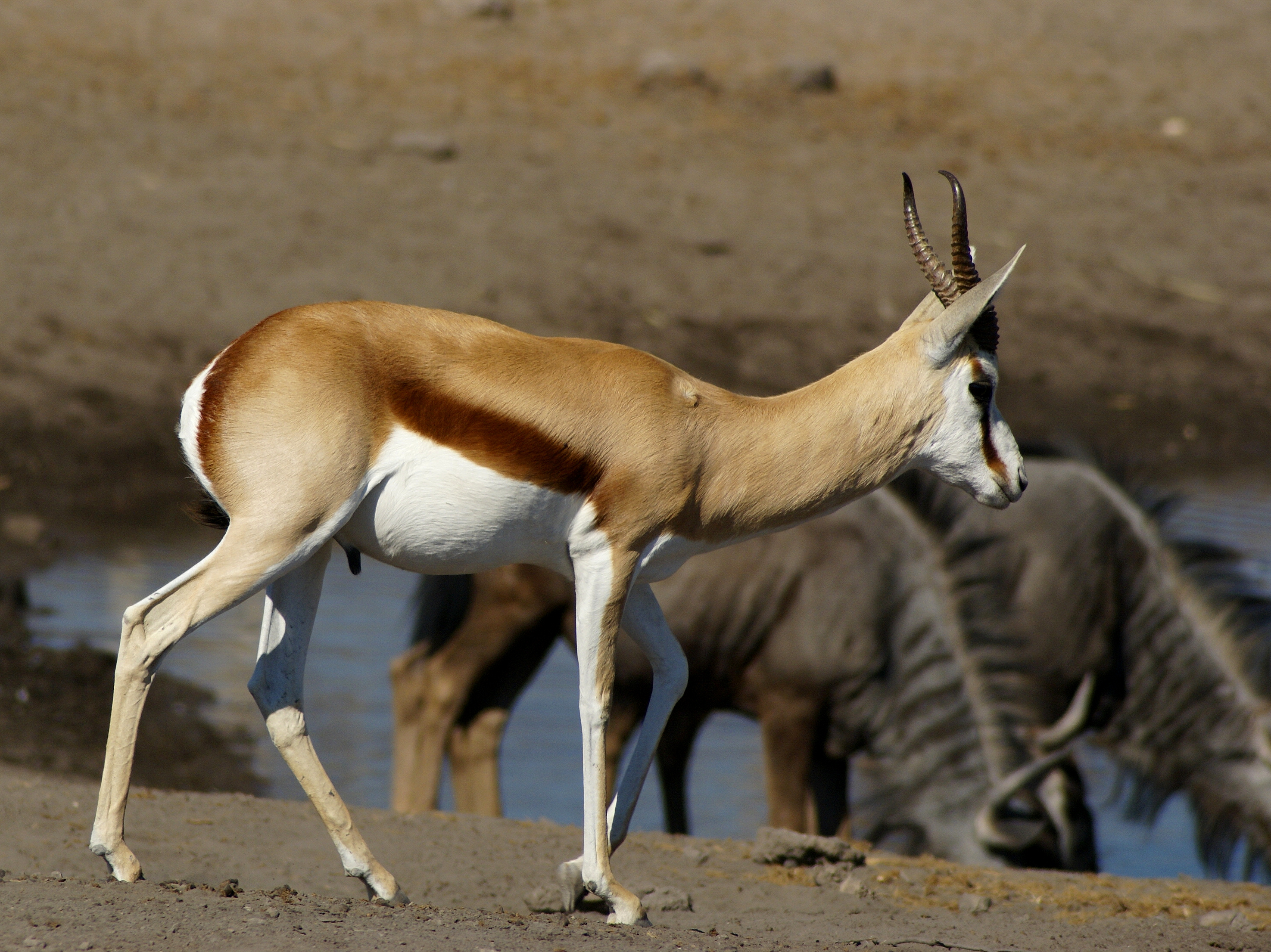 Antidorcas marsupialis