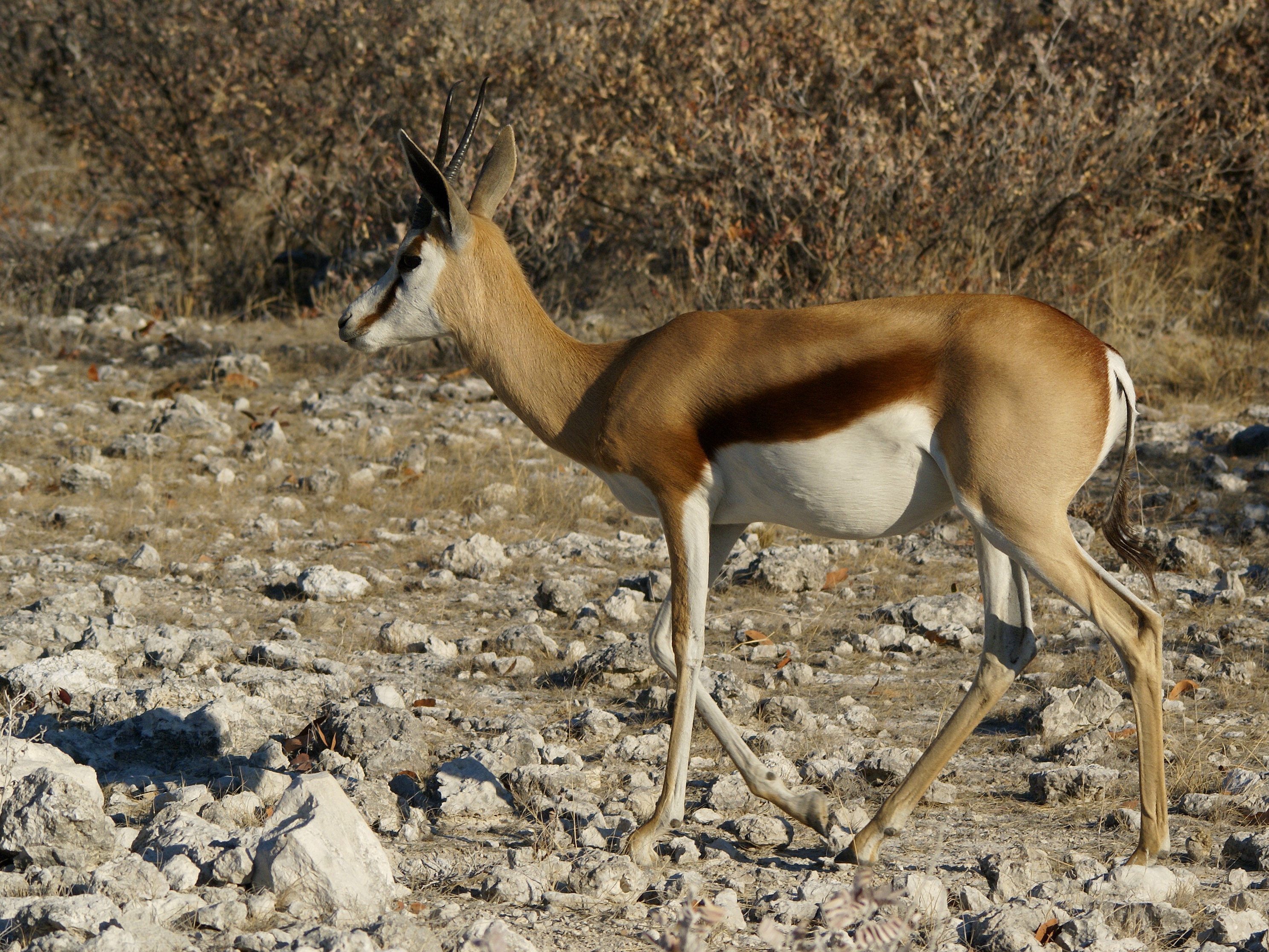 Antidorcas marsupialis 1