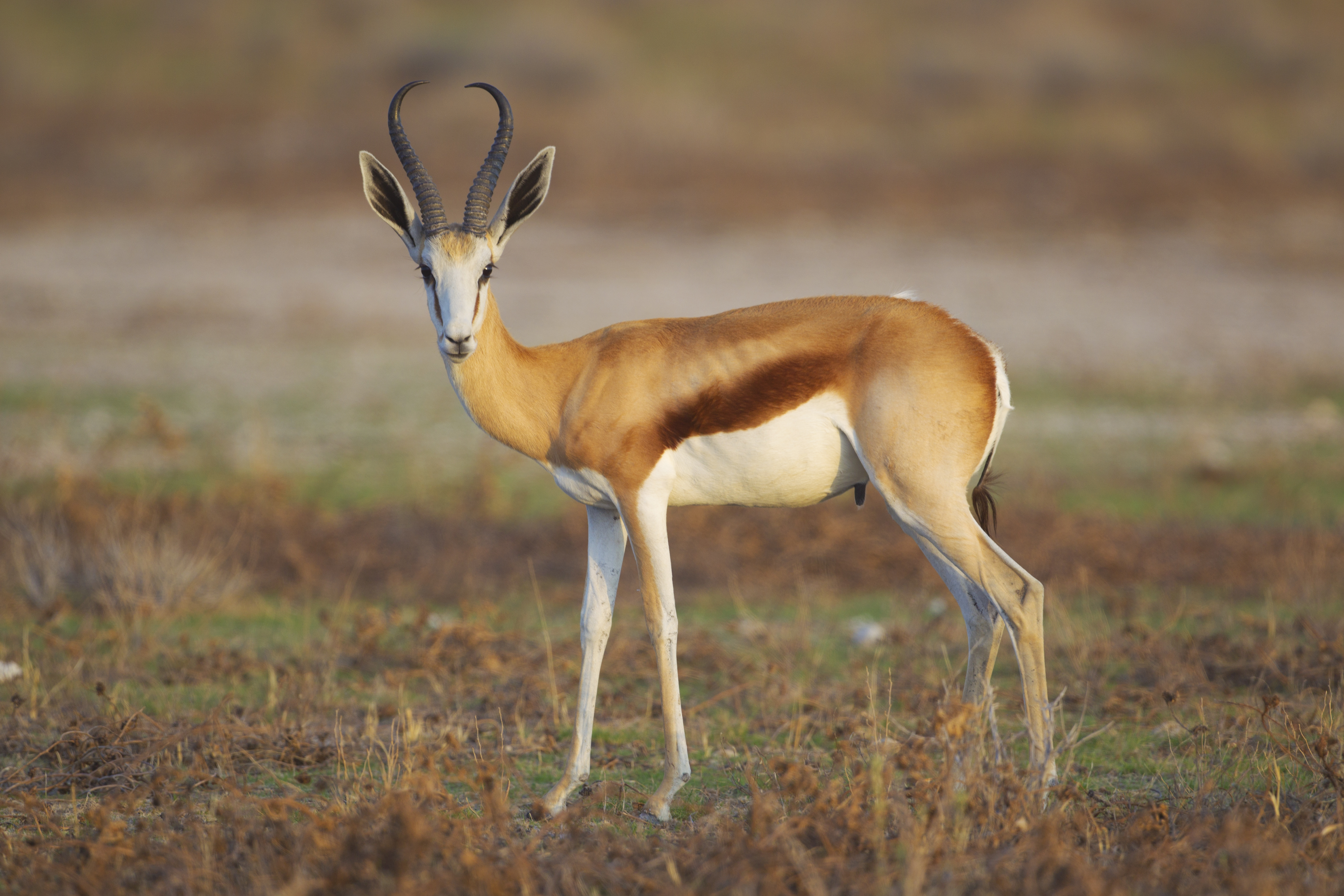 Antidorcas marsupialis, male (Etosha, 2012)