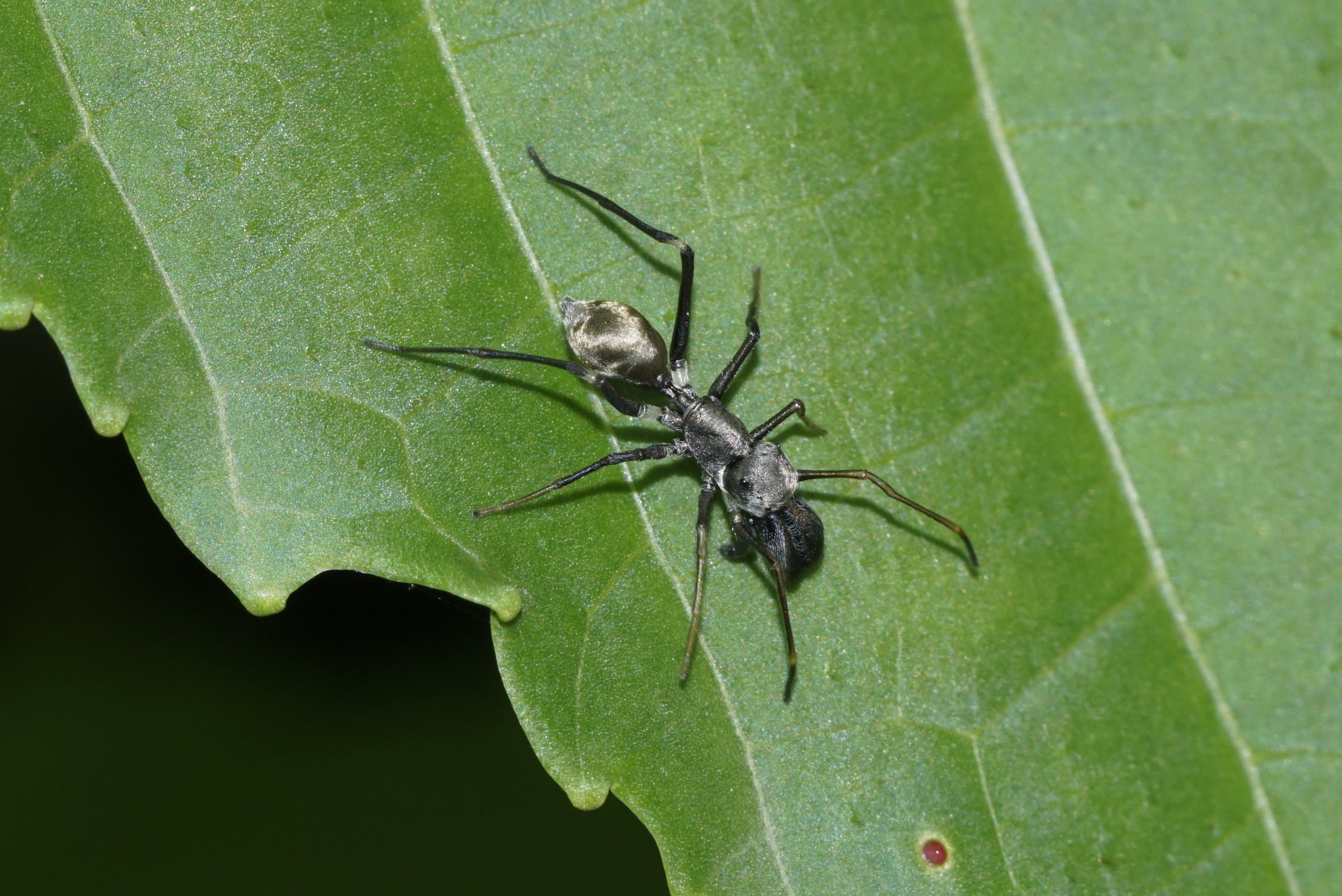Antmimicking spider 8388