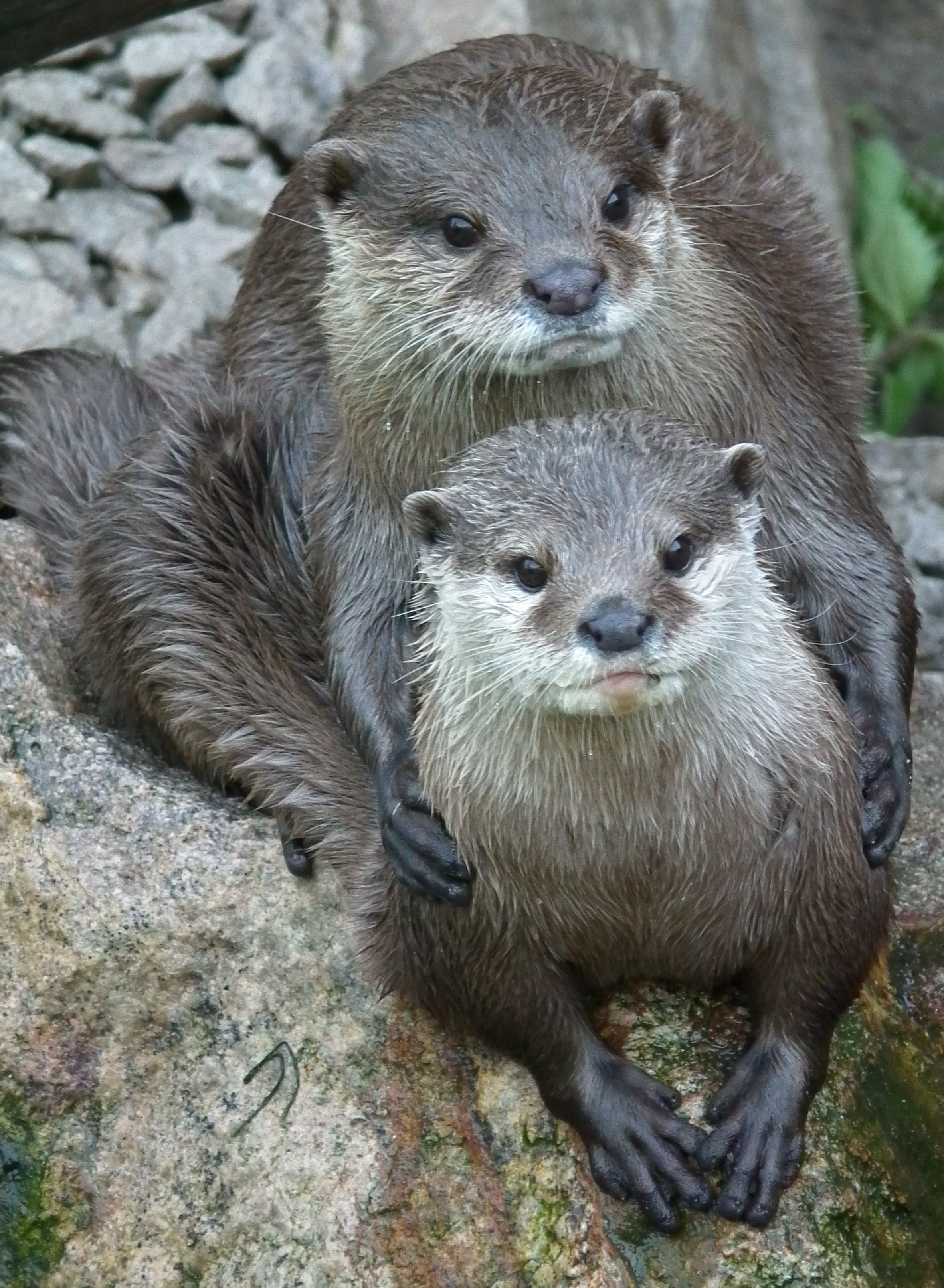 Aonyx cinerea Kurzkrallenotter 2011
