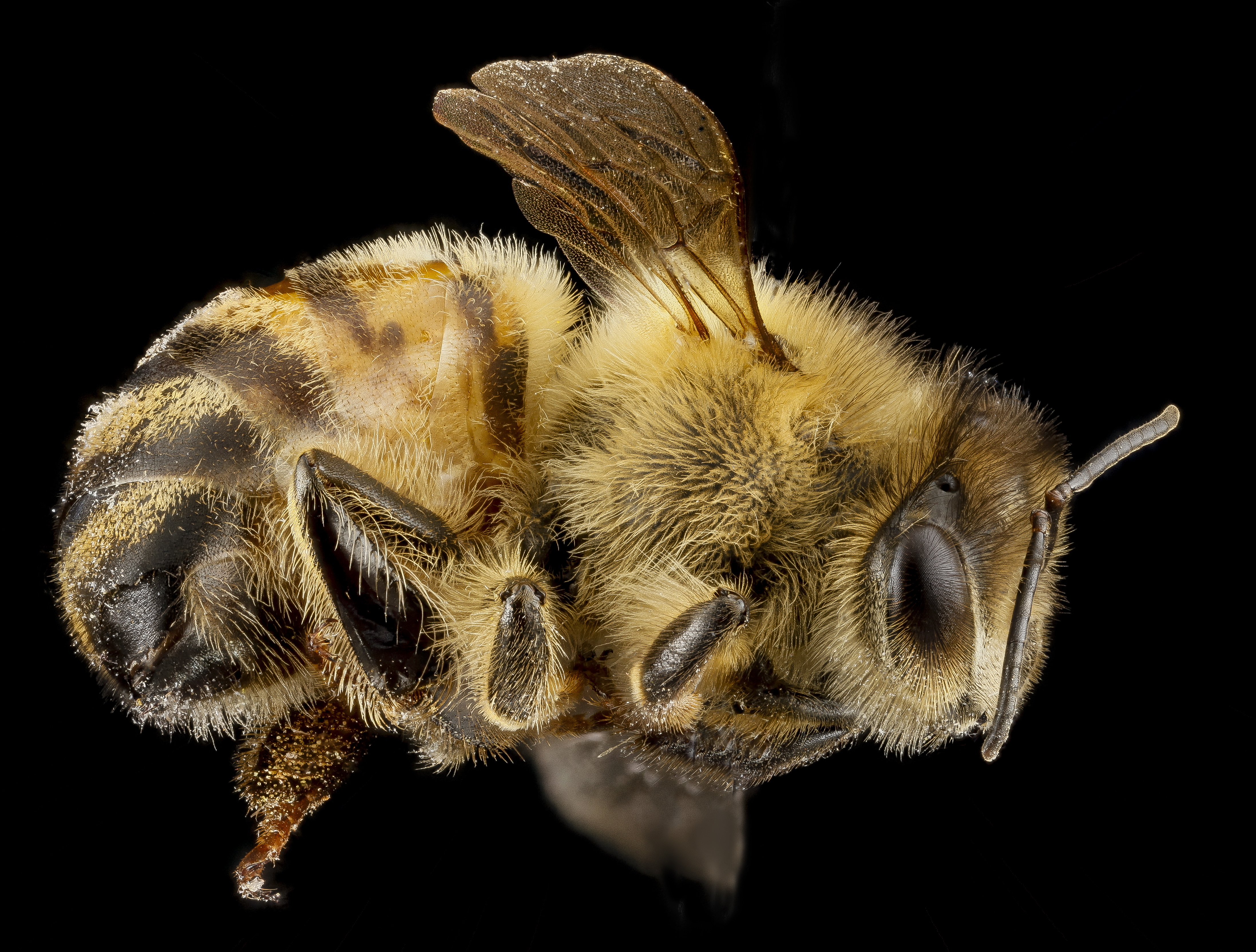 Apis mellifera F, whole bee, MD, Beltsville 2013-04-25-16.28.09 ZS PMax (8682047864)