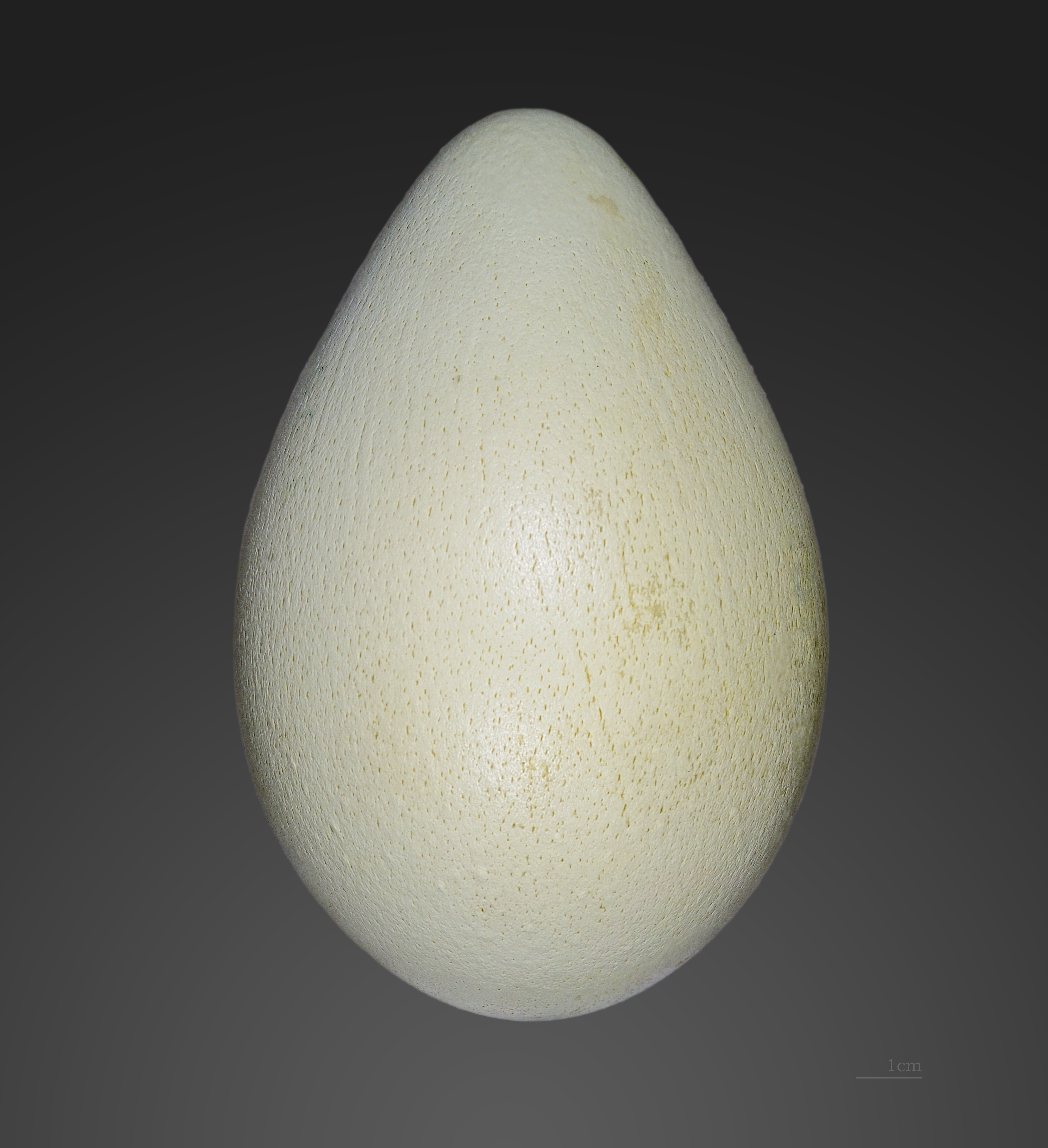 Aptenodytes forsteri MHNT