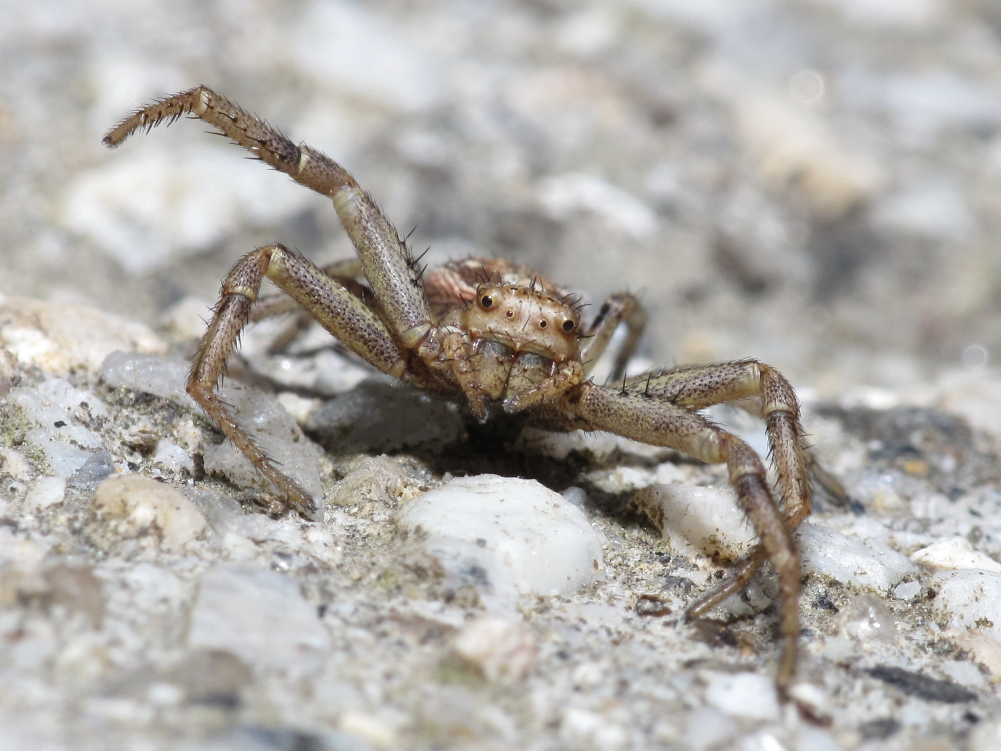 Araña. A Estrada, Galiza. 02