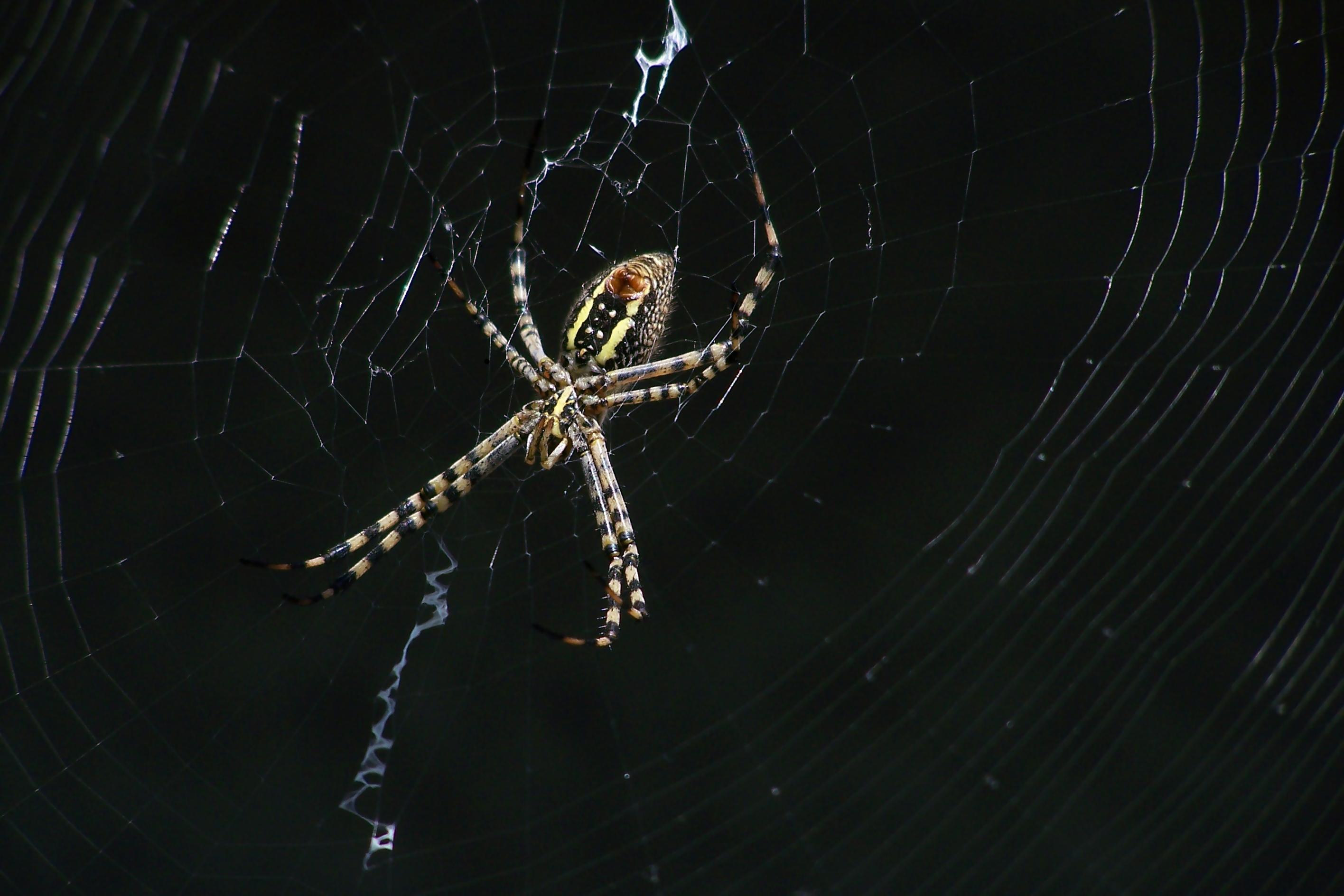 Araña
