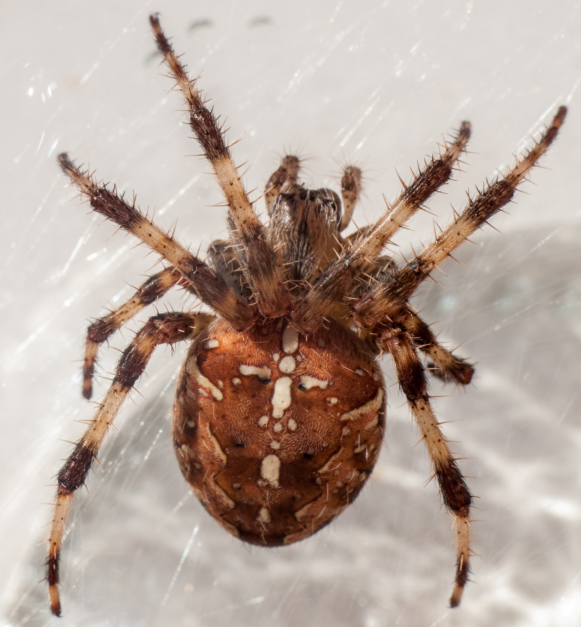 Araña en Oroso. Galiza-21