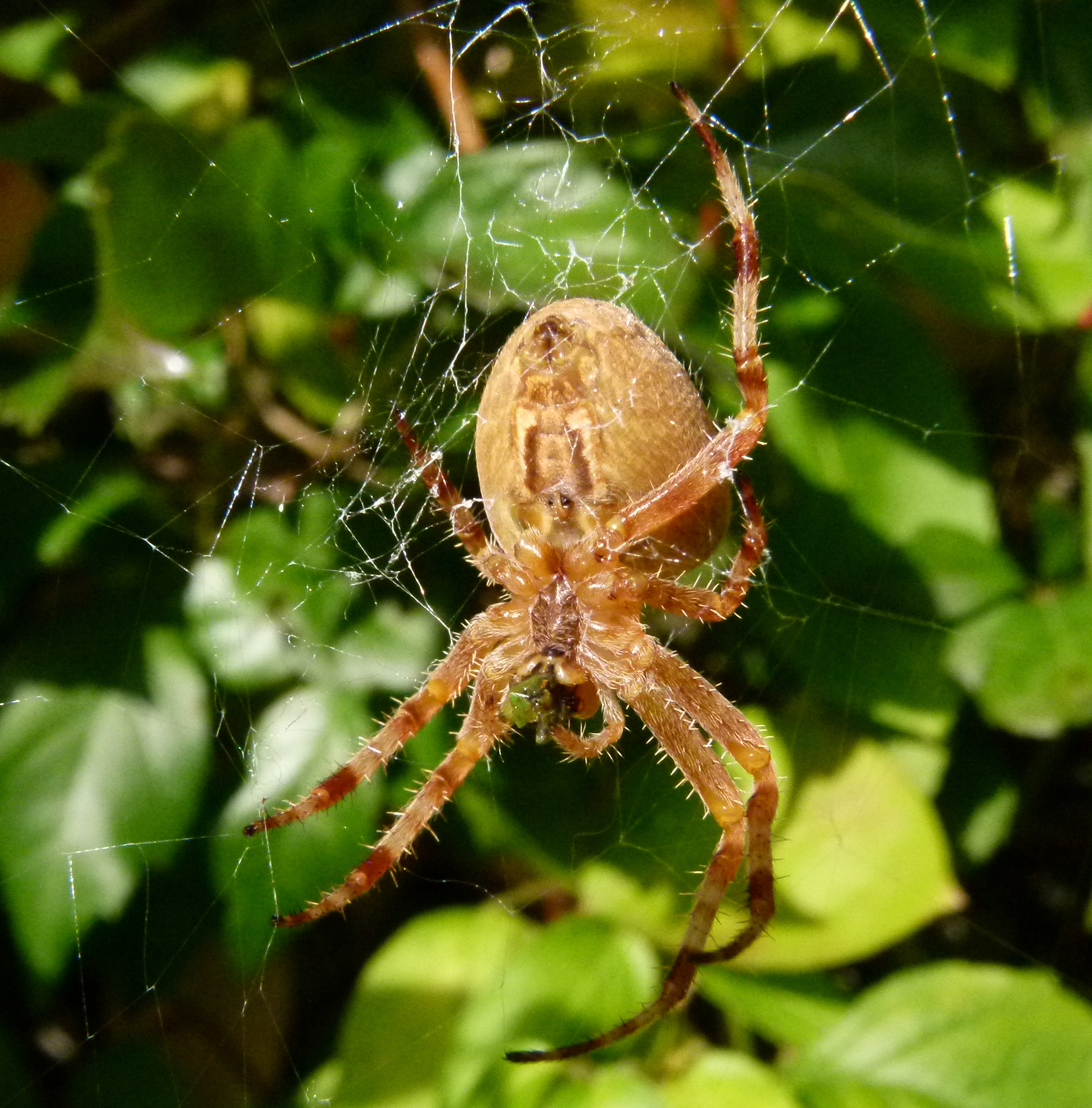 Araignée du jardin - Loire et Cher